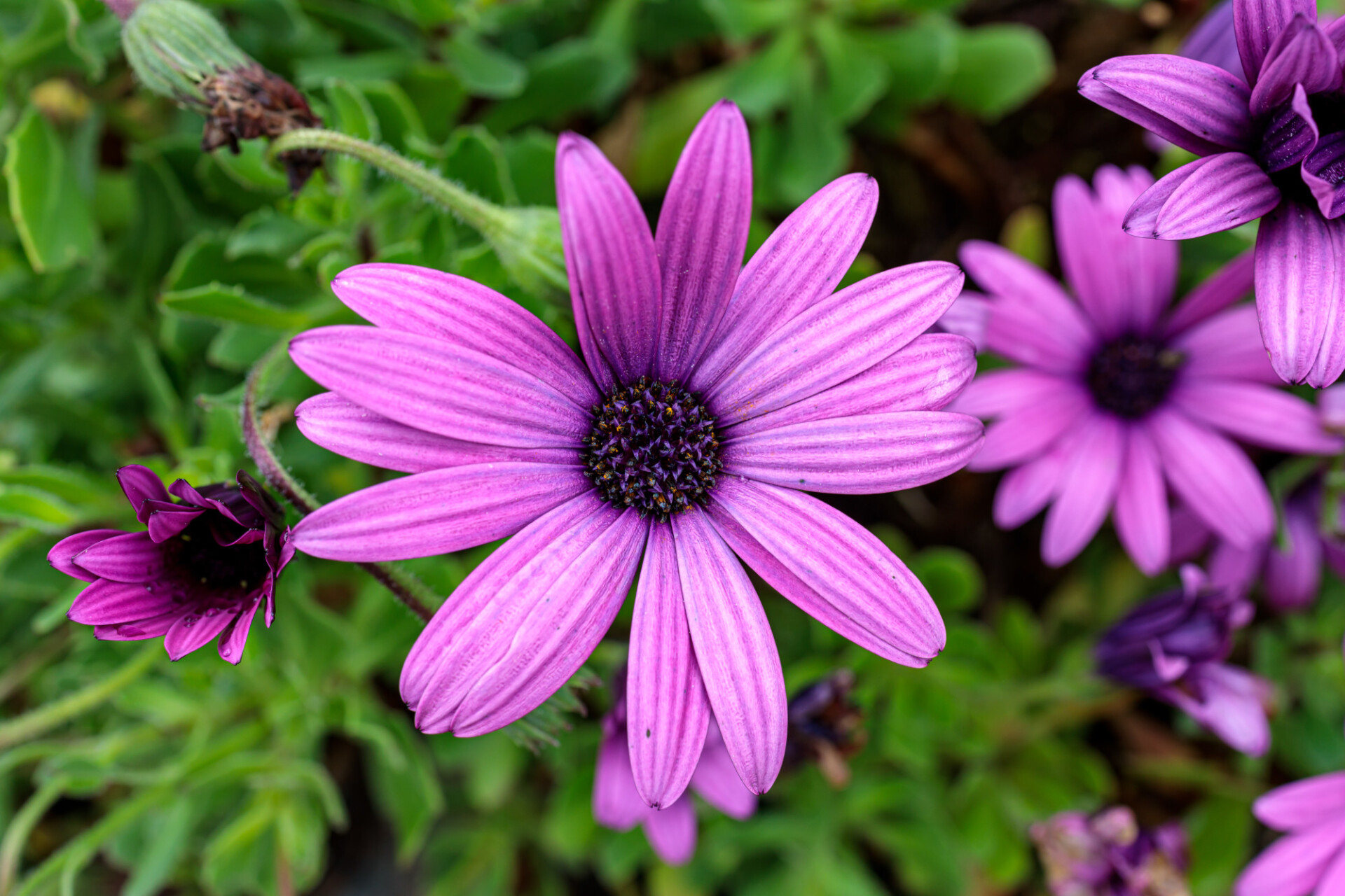 African Daisy - Osteospermum