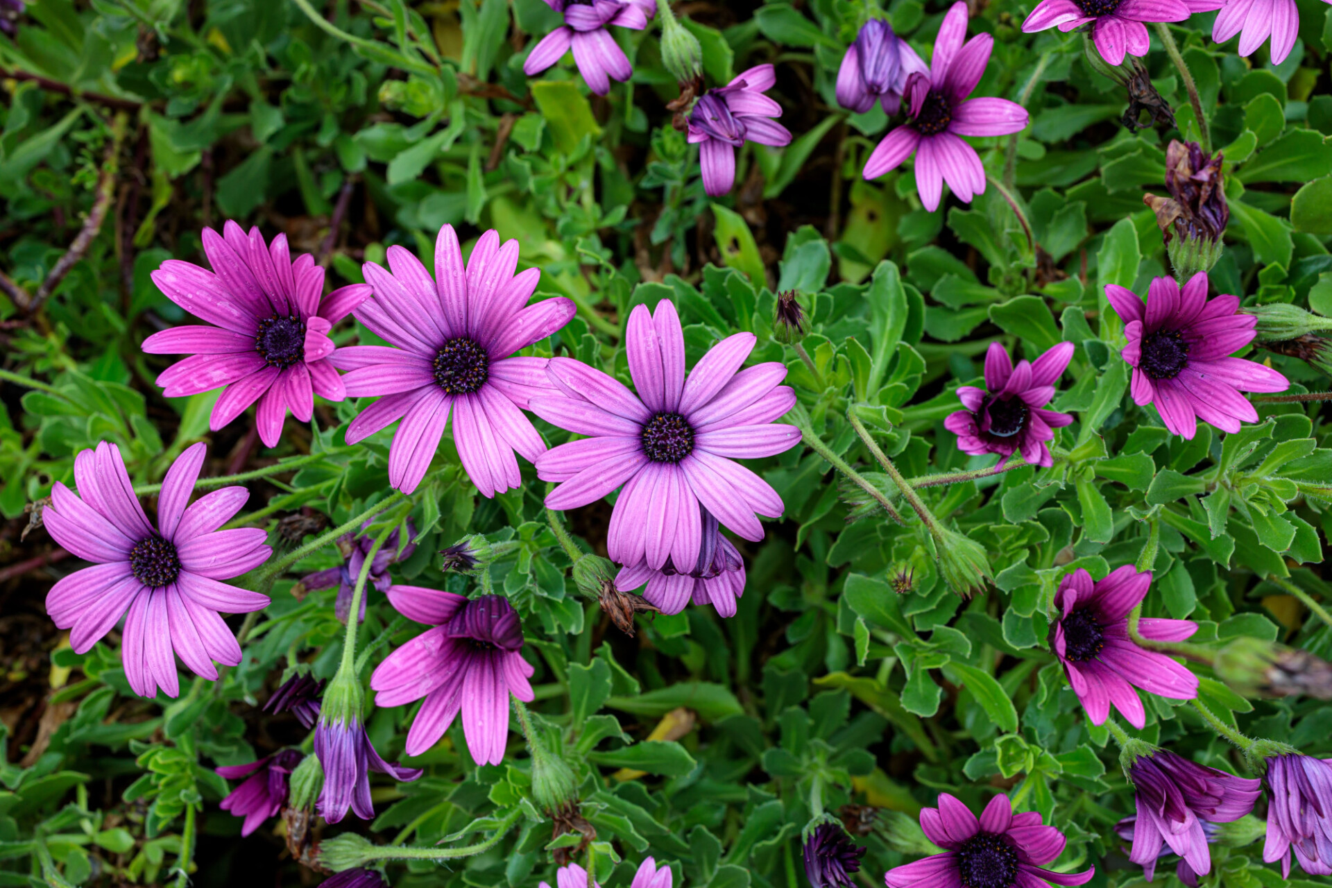 African Daisies