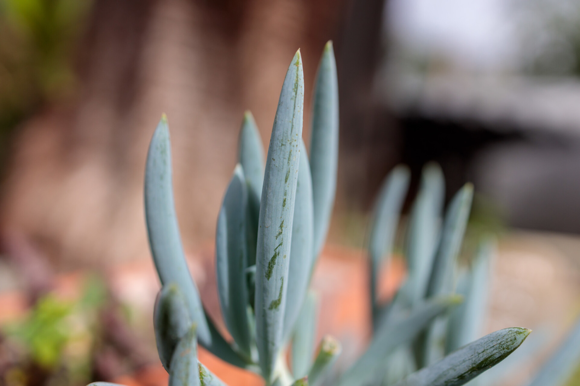 Stone Plants