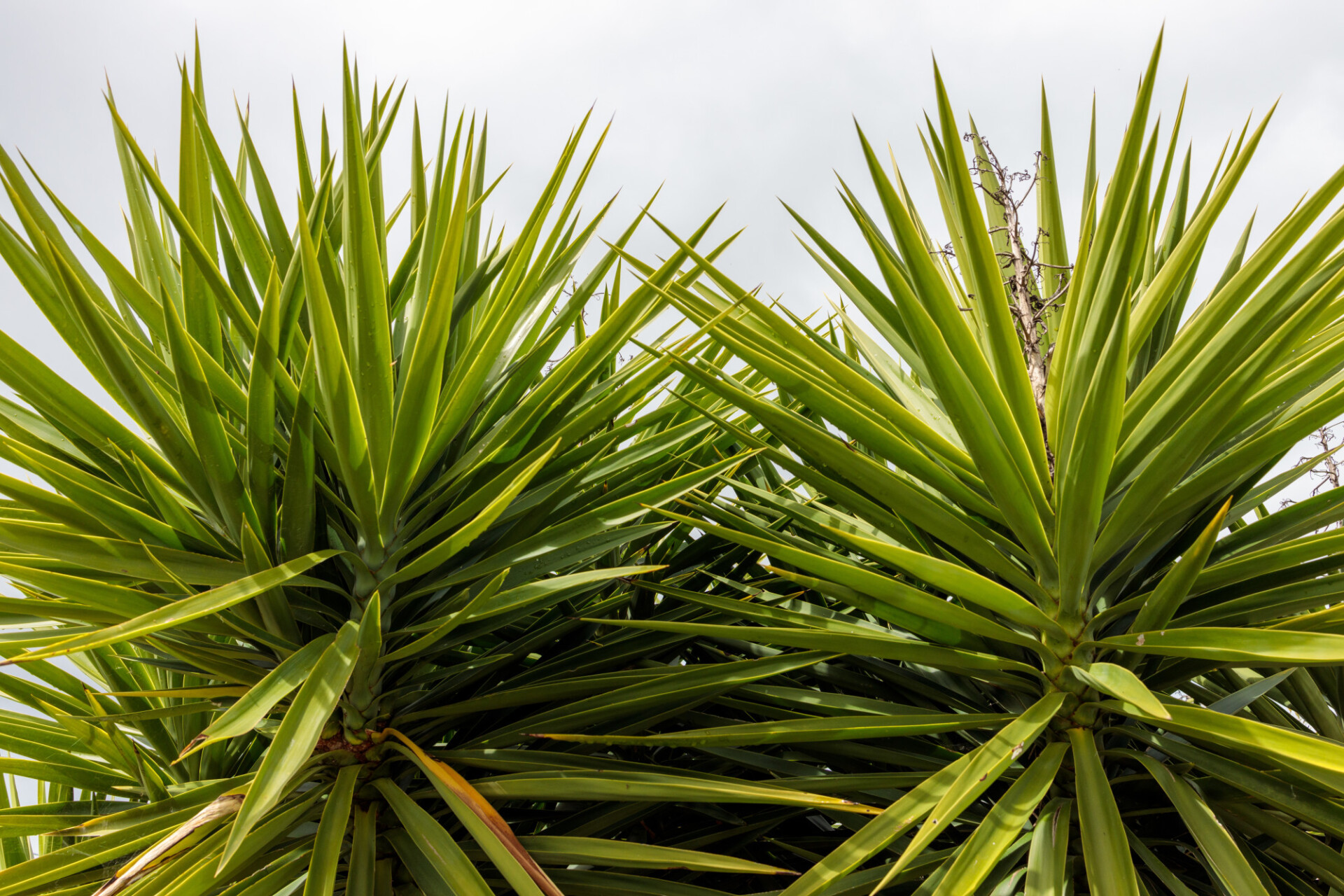 Dracaena loureiri Gagnep