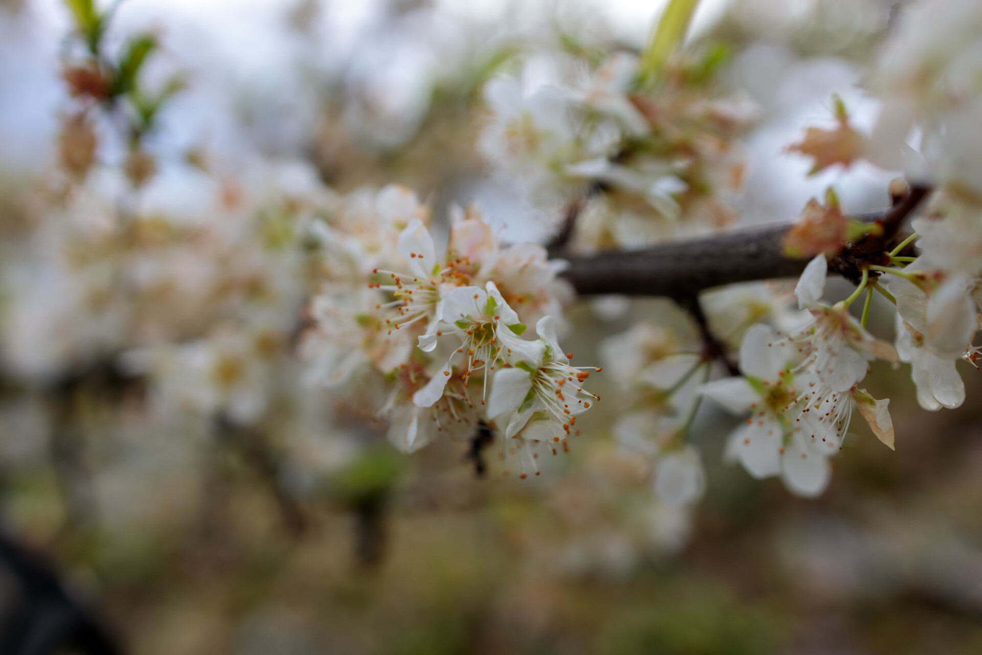 Cherry blossom