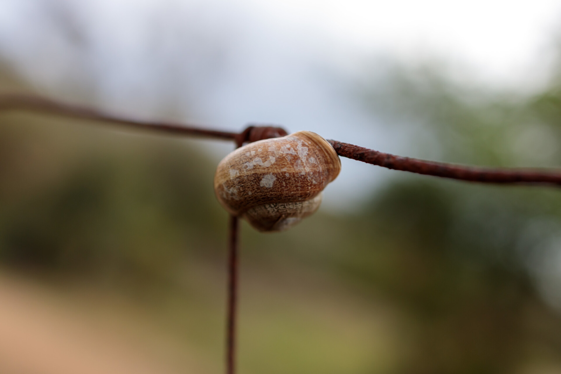 Snail on a rusty wire fence