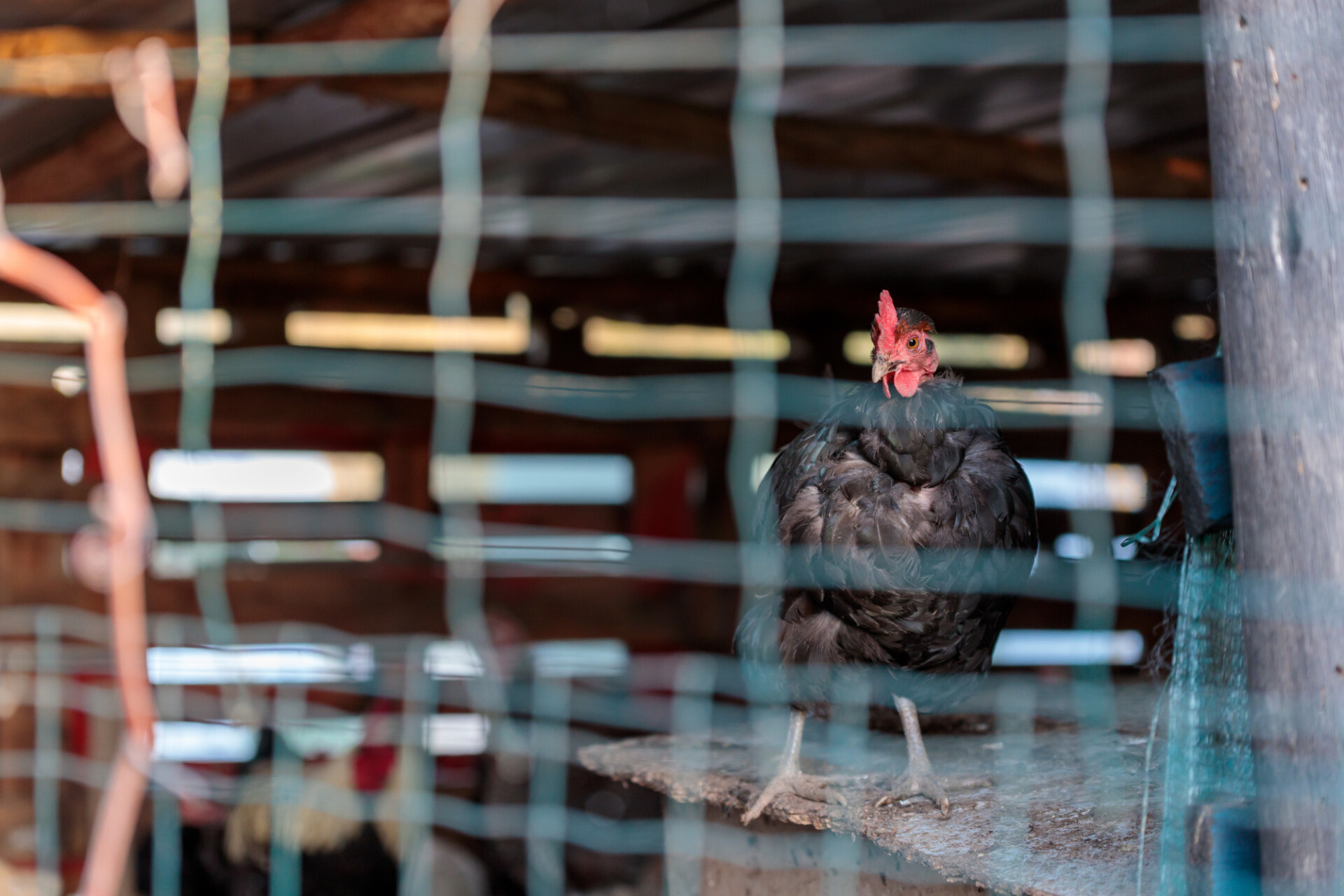 Black chicken in a cage