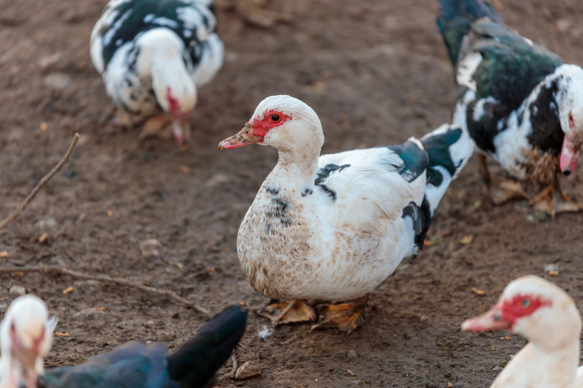 Muscovy duck