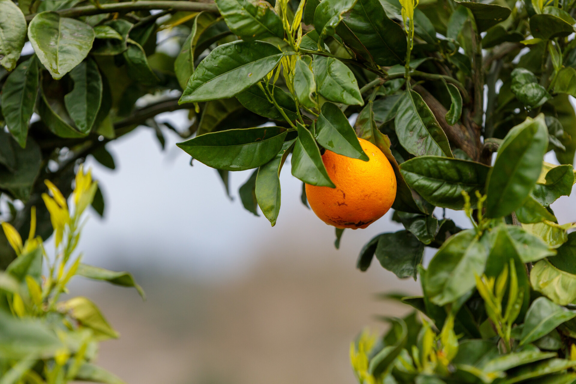 Orange with beautiful bokeh background hanging from a tree