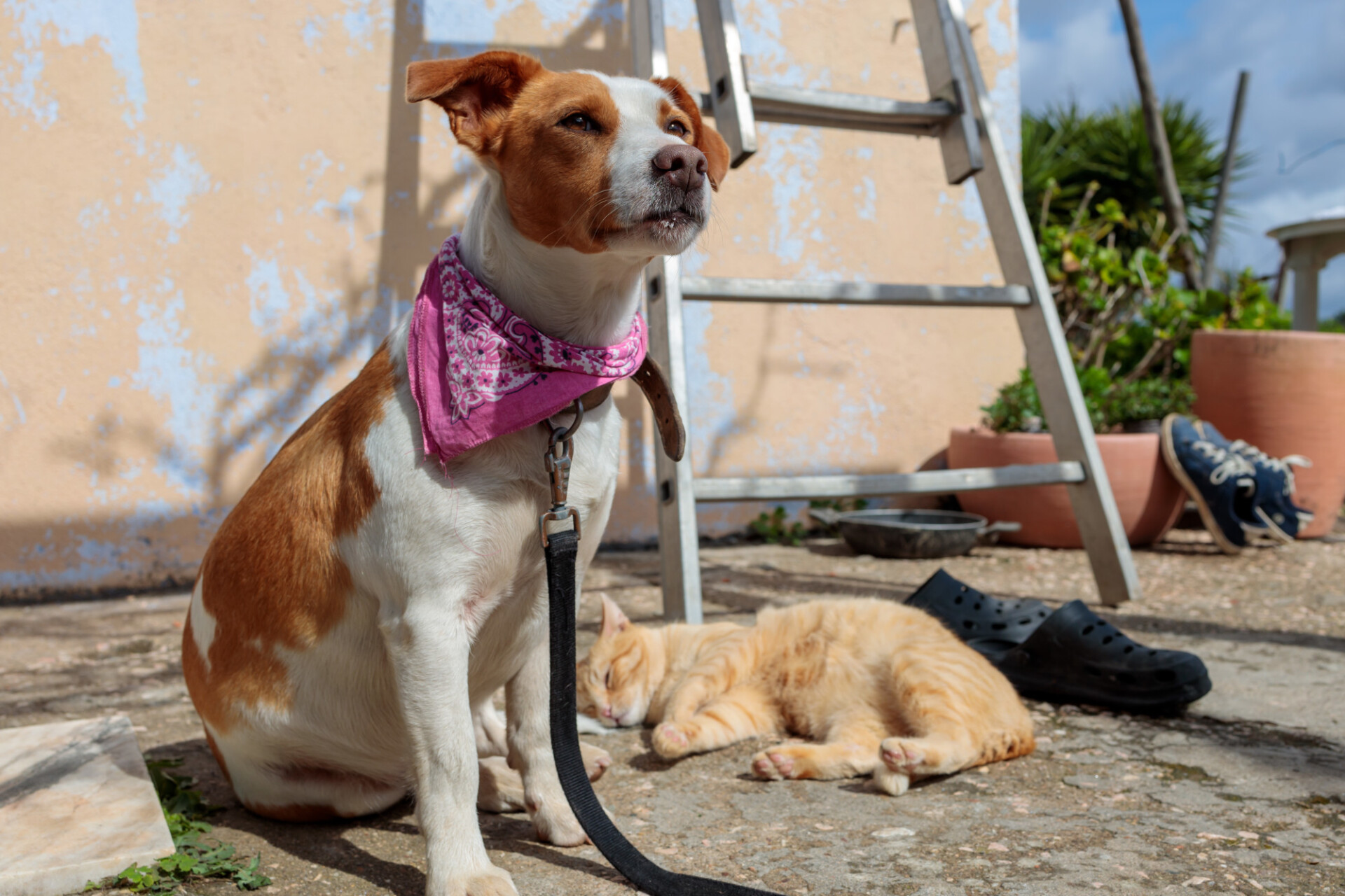 Dog and cat in front of the house