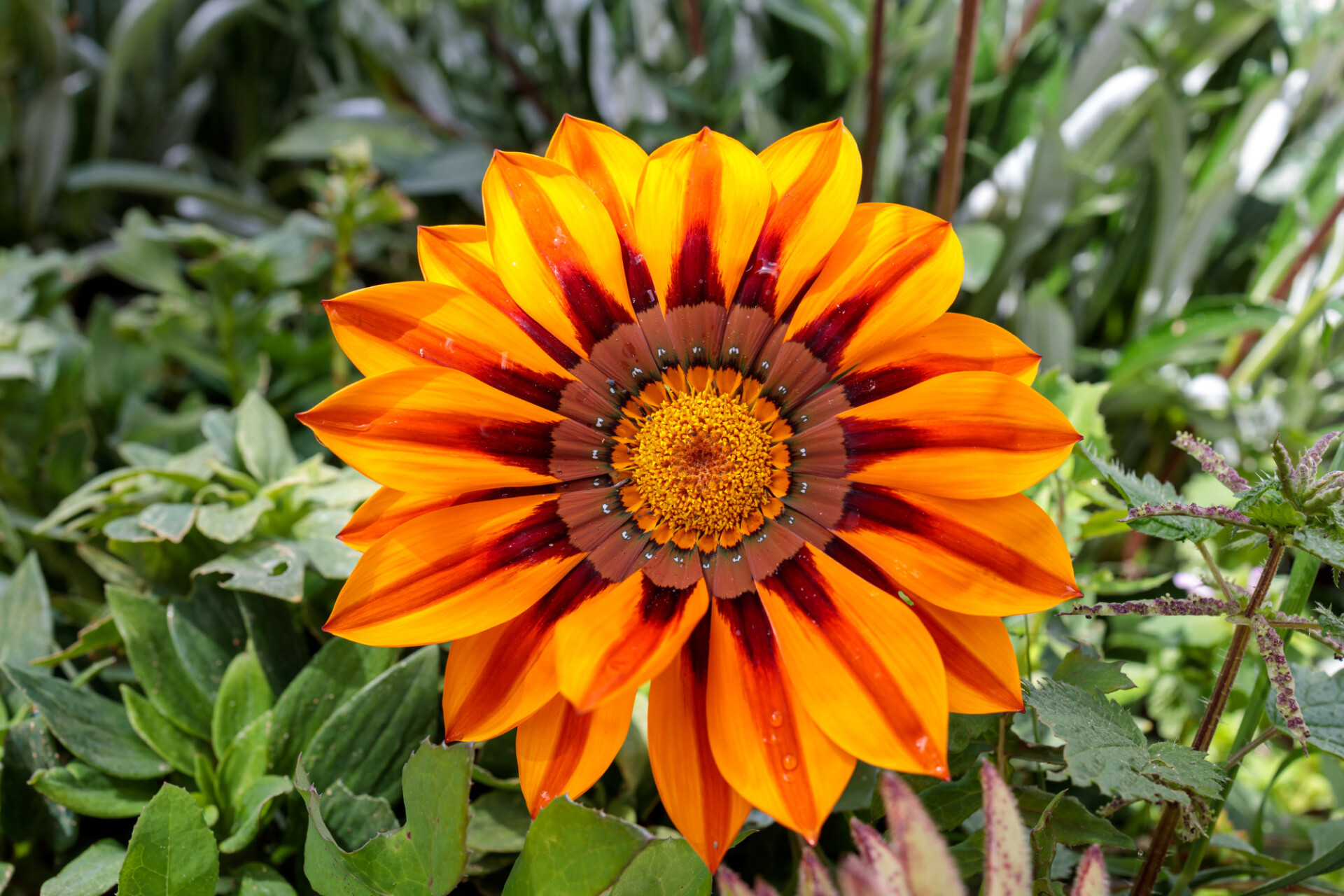 Gazania Flower in Portugal