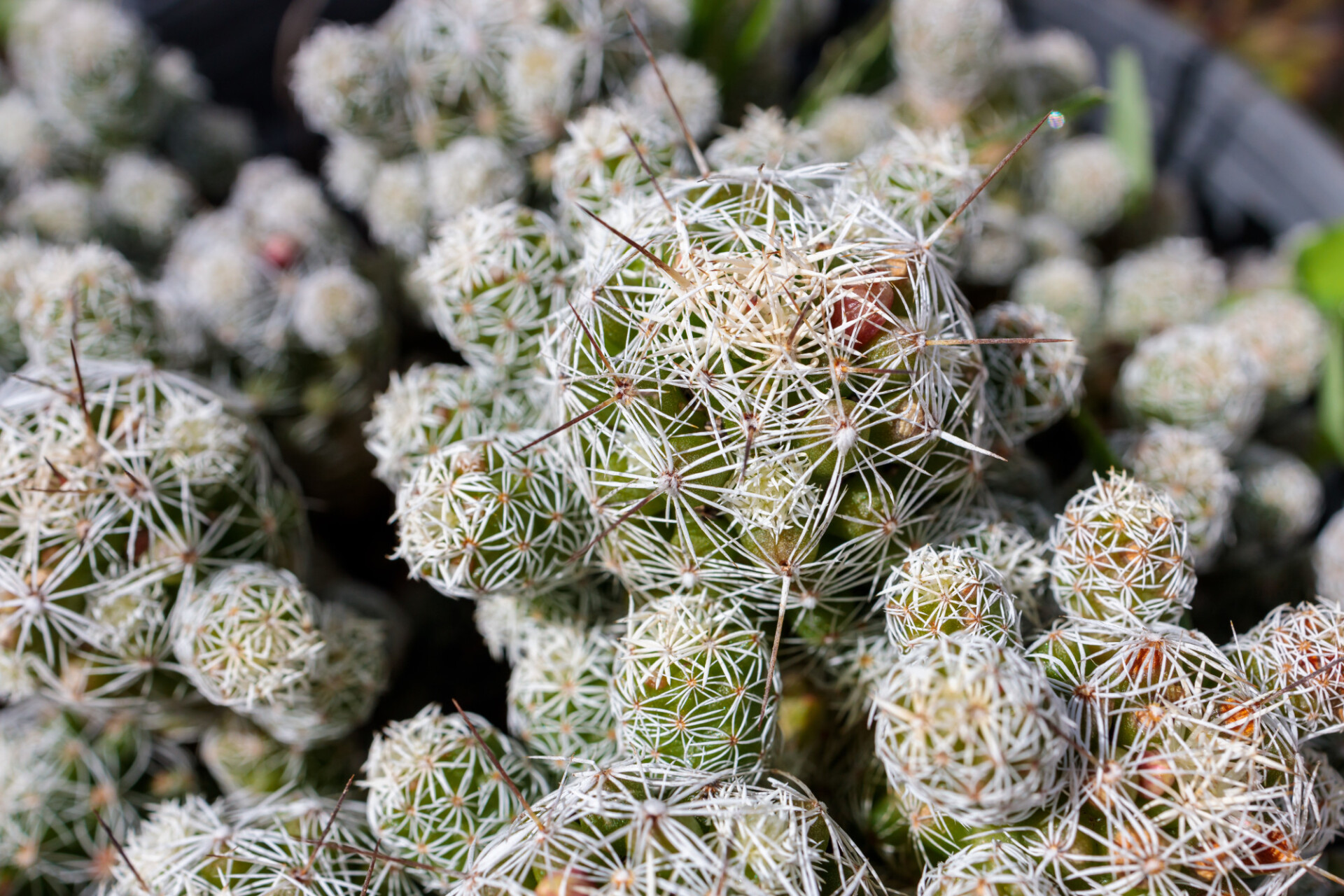 Gymnocalycium saglionis cactus