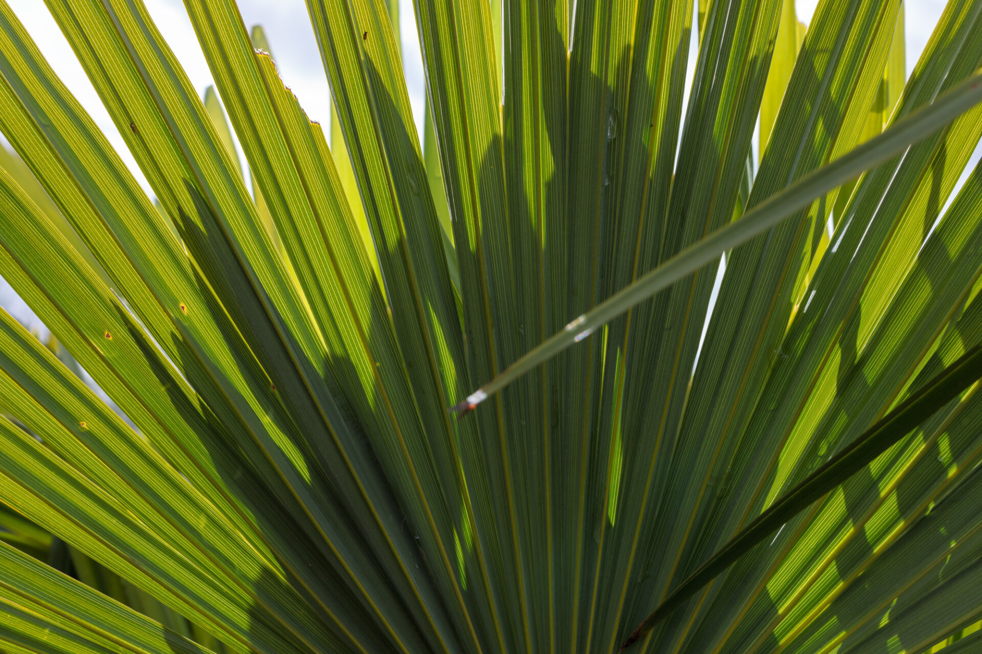 Saw Palmetto Leaf