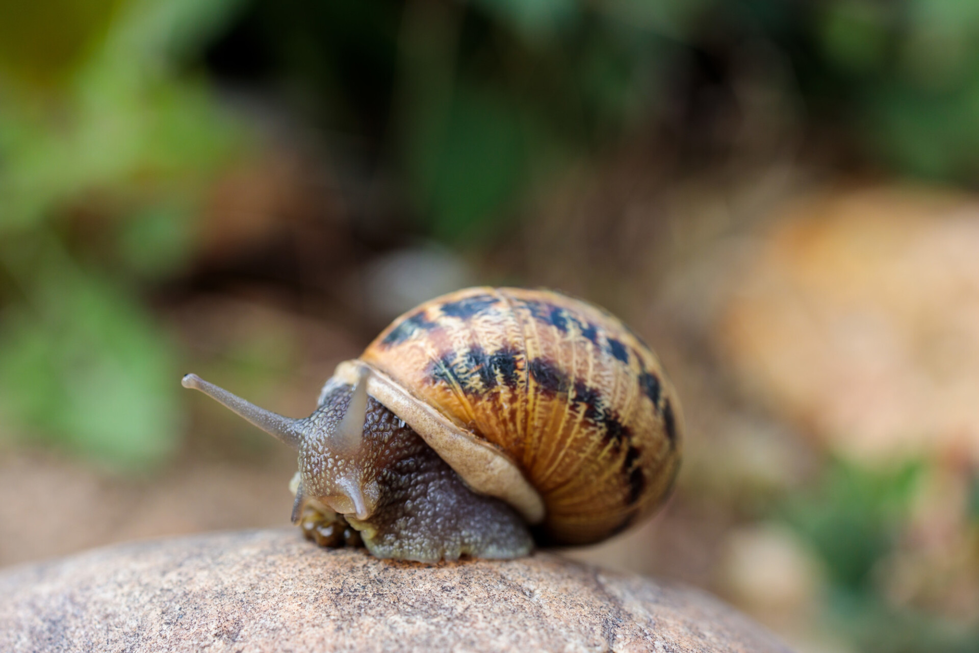 Snail on a stone