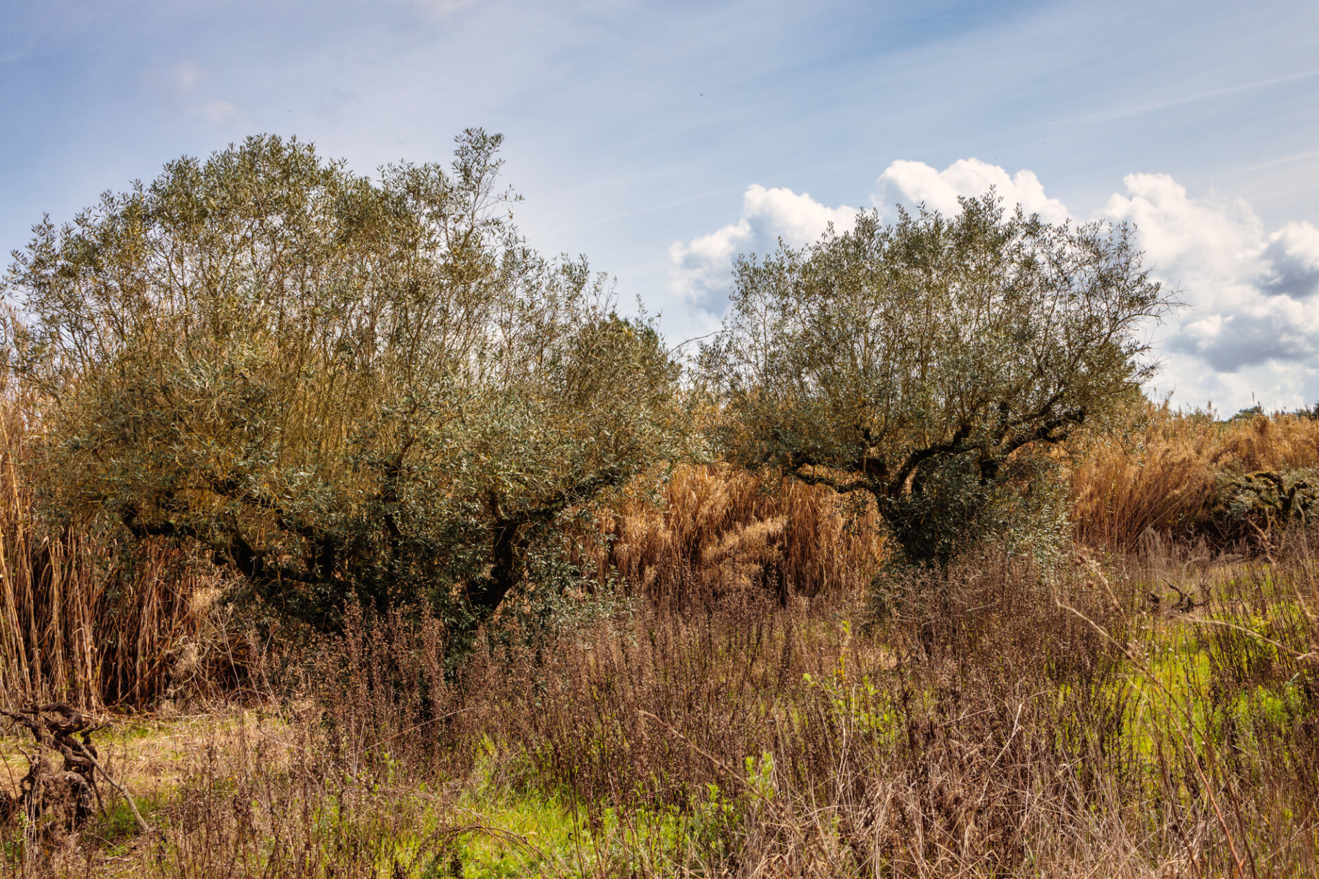 Olive trees