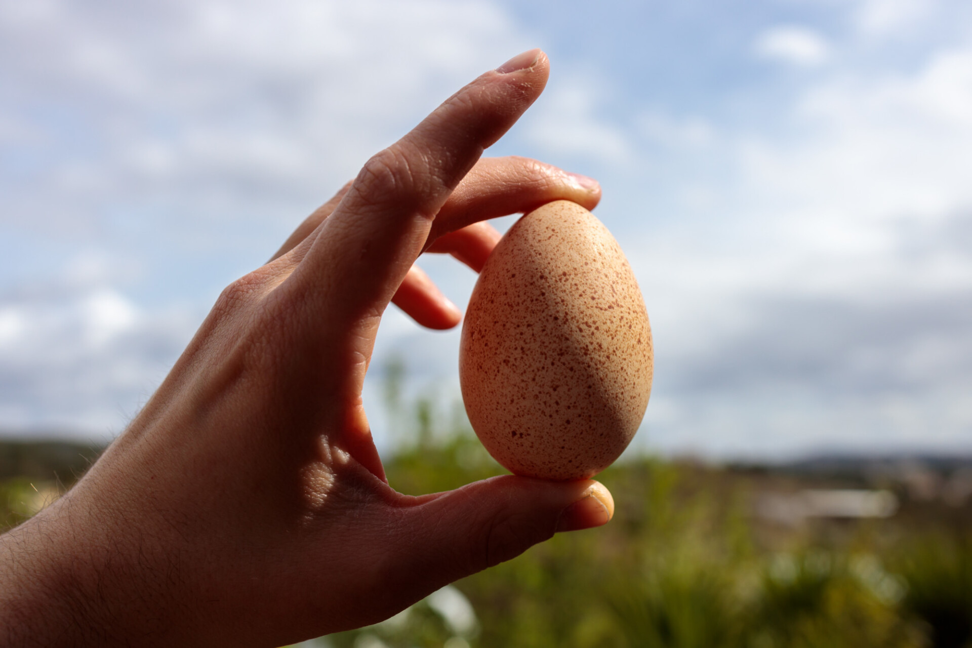 Turkey egg in a Hand