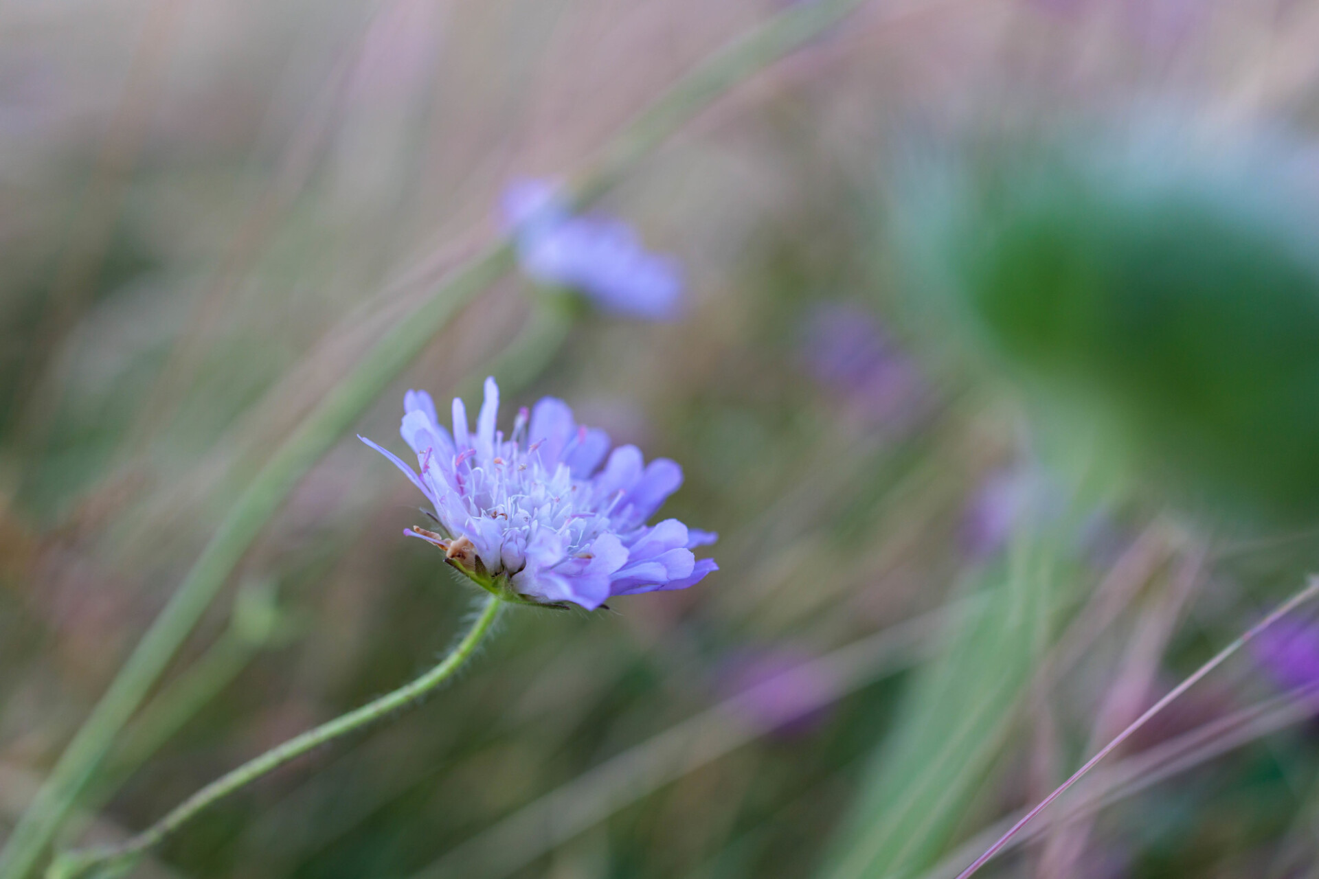 Centaurea cyanus, commonly known as cornflower or bachelor's button