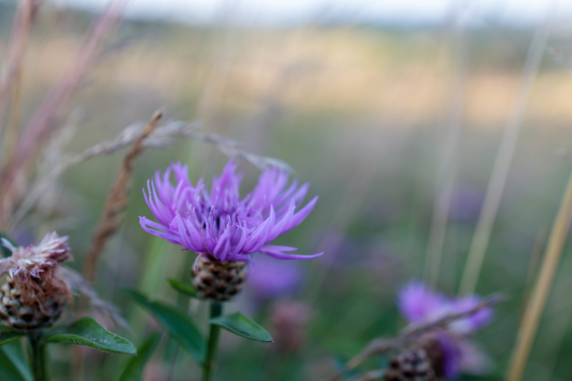 Centaurea cyanus, commonly known as cornflower or bachelor's button