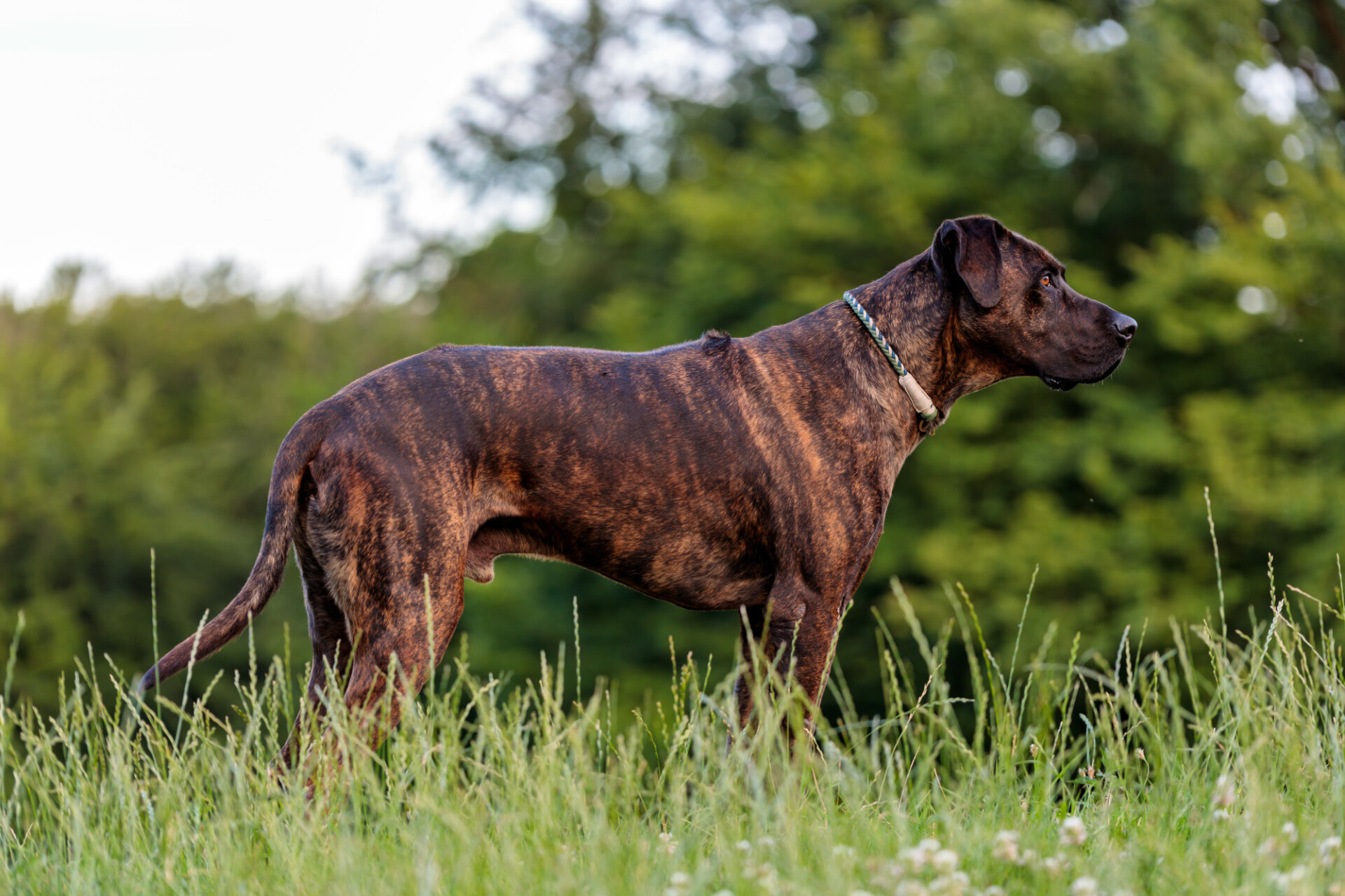 Great Dane - outdoors in nature on a meadow