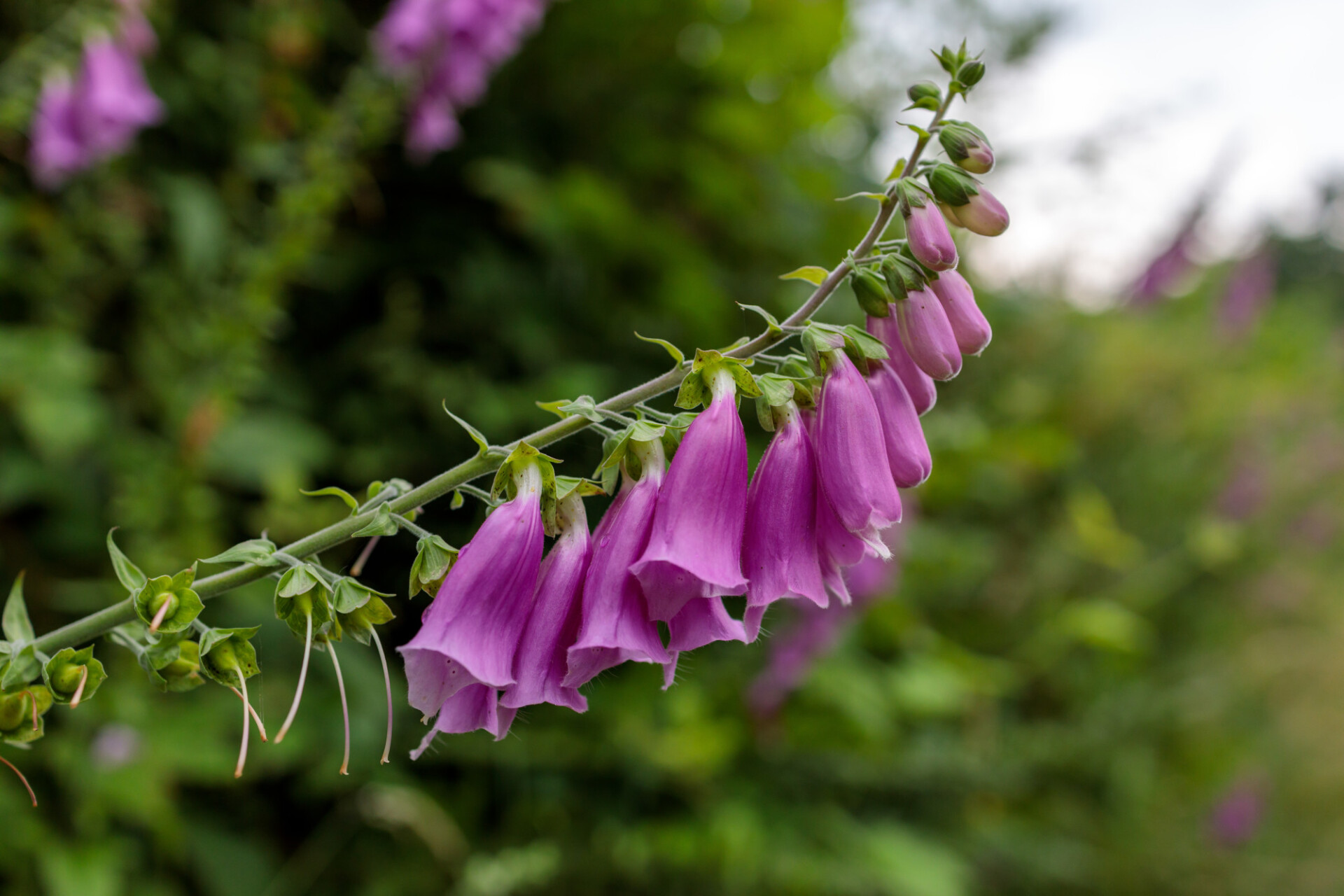 Foxglove Digitalis Flower