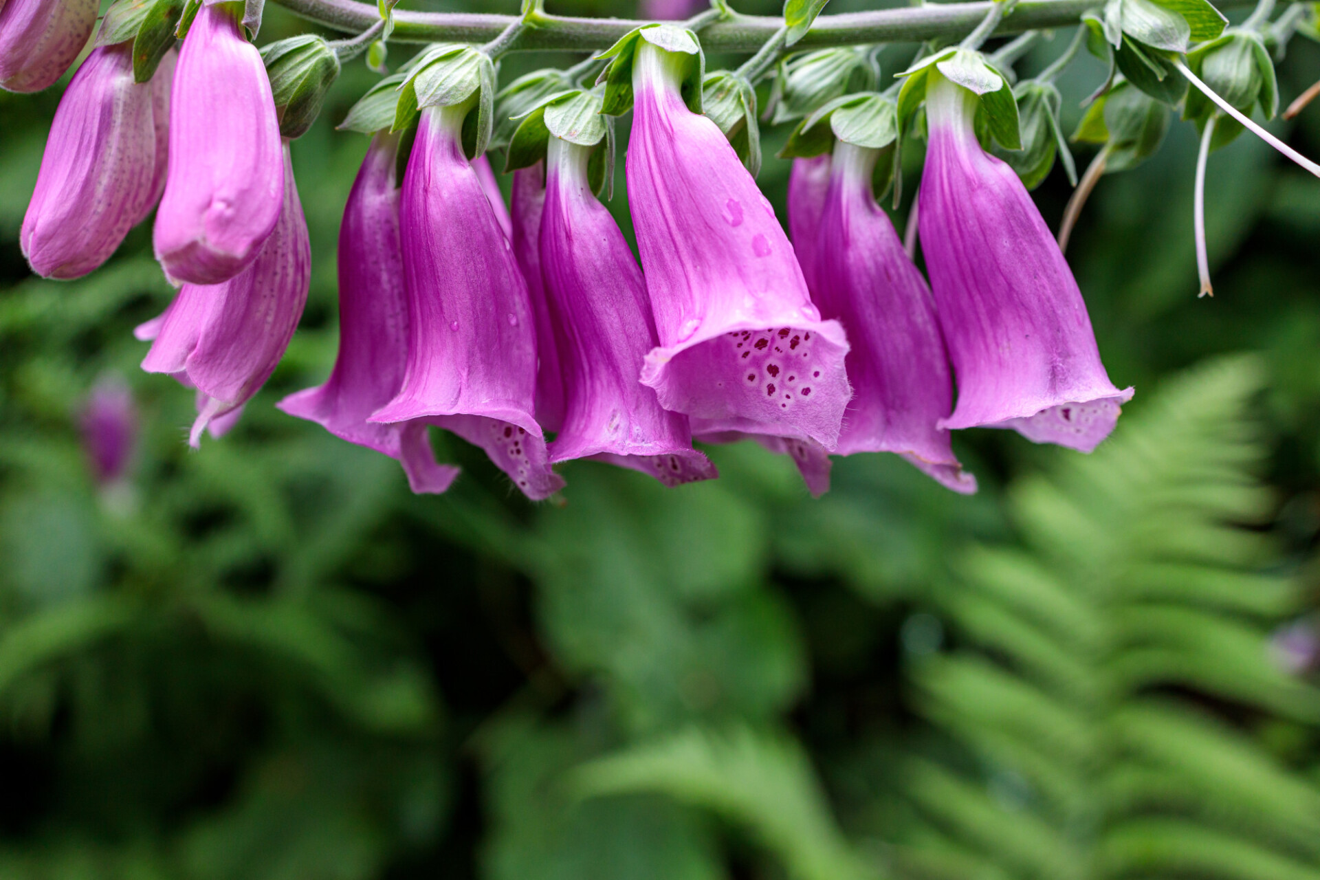 Foxglove Digitalis Flower