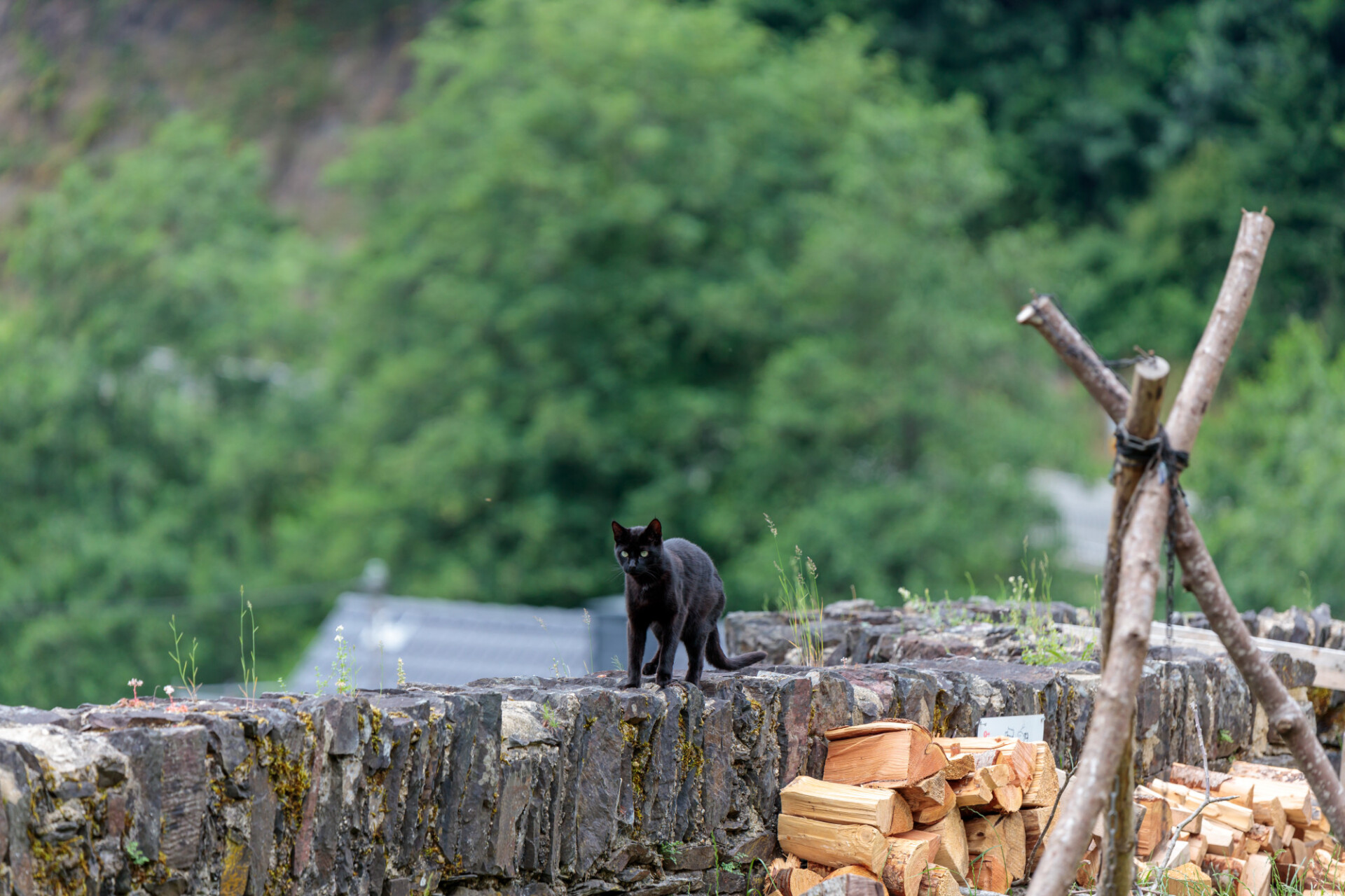 Black cat on a wall