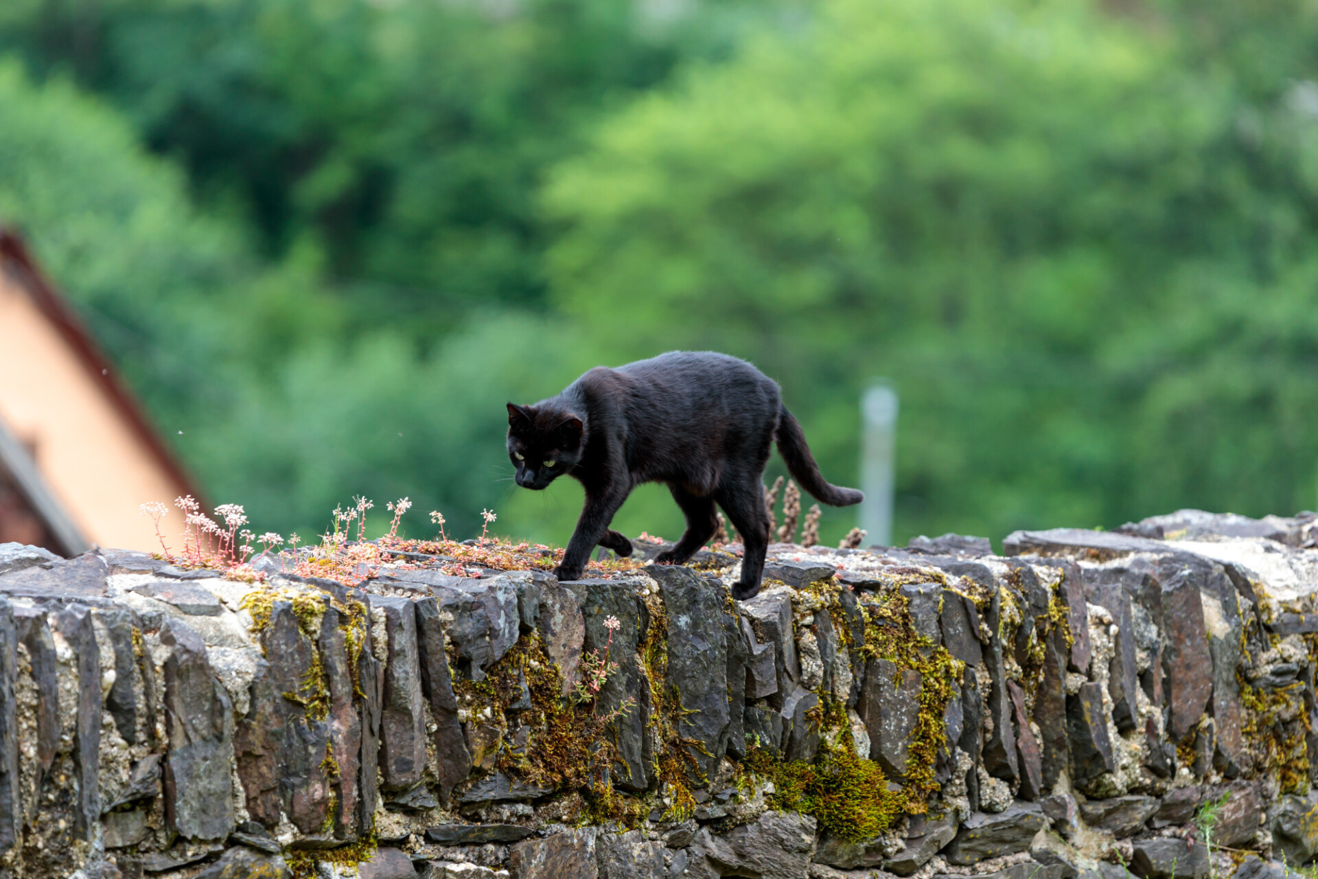 Black Cat walking on a wall