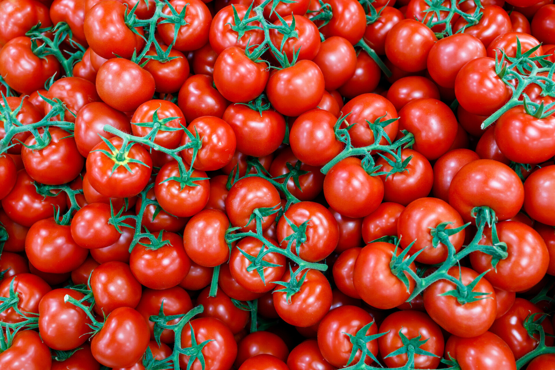 tomatoes background