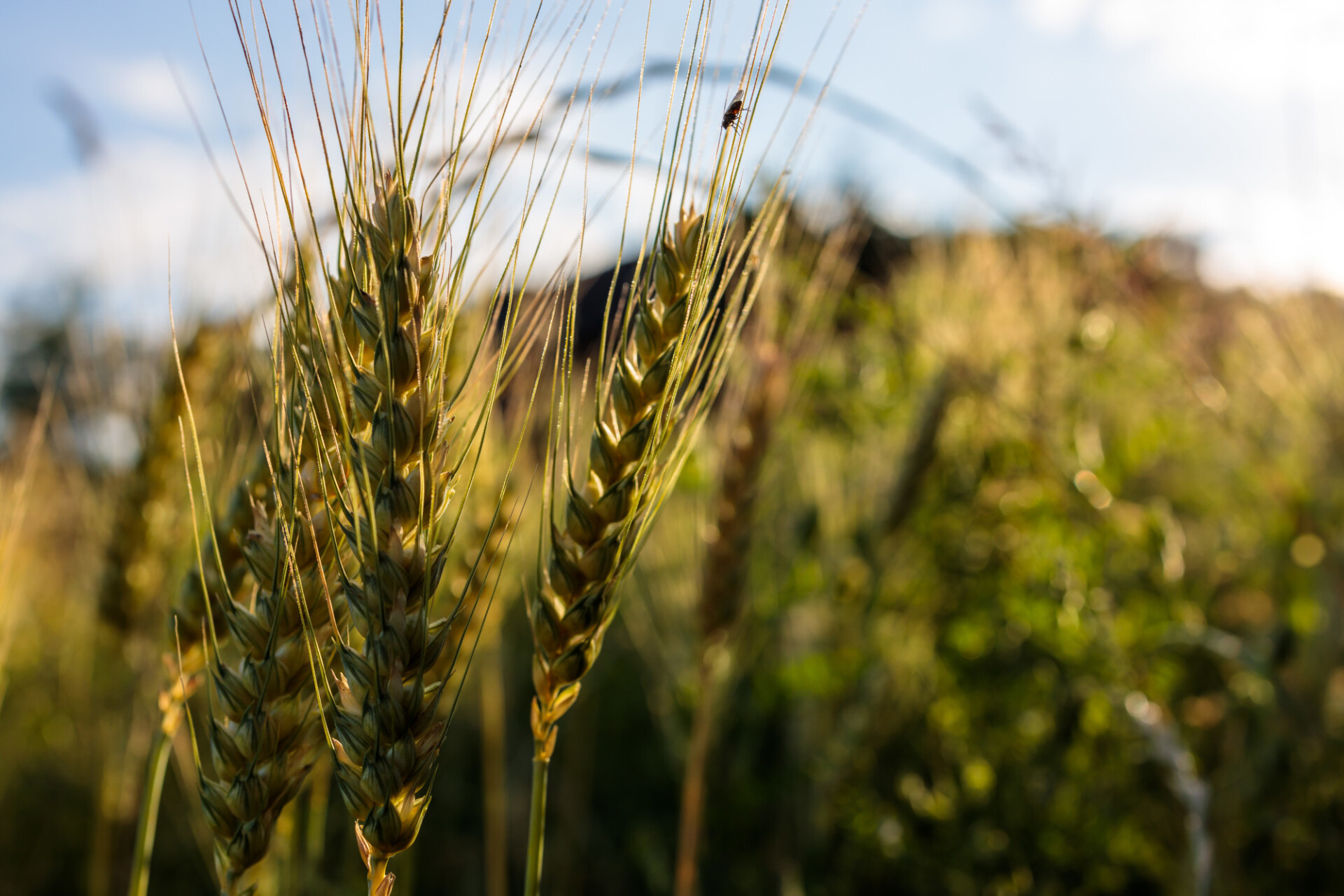 ears of wheat