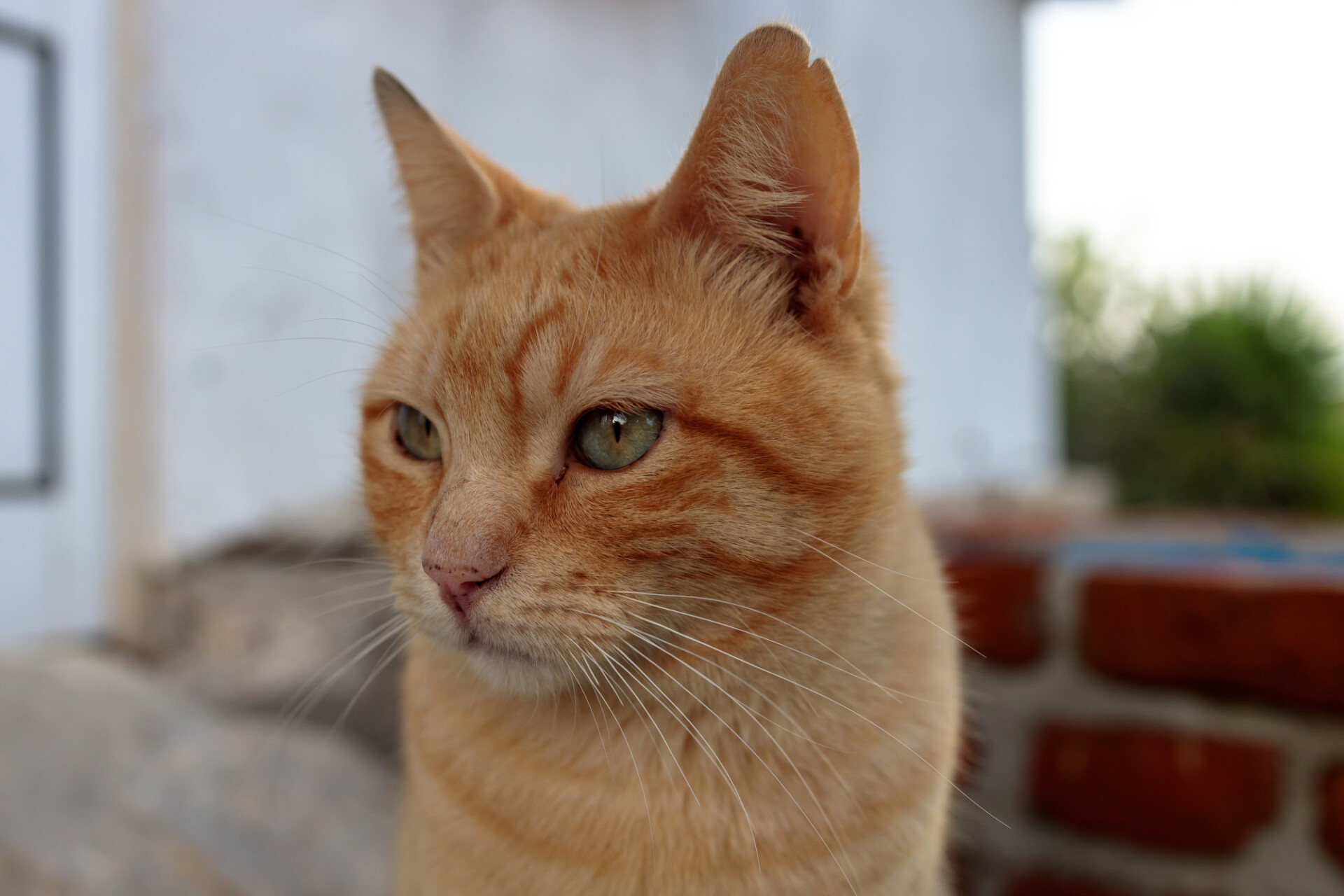 Red Cat Portrait