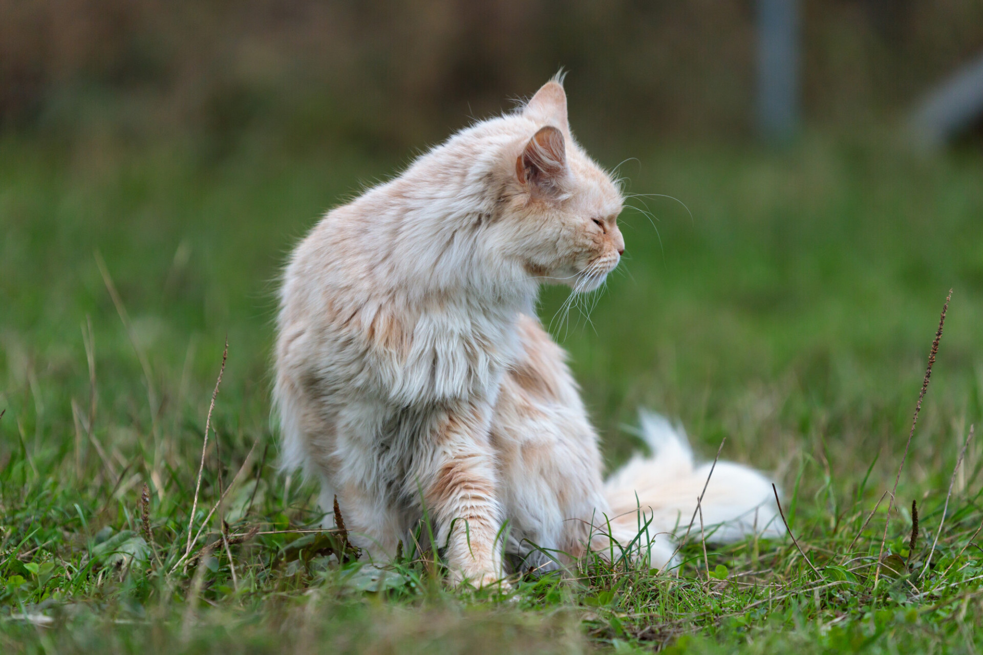 Cream-coloured Maincoon cat sitting on a green meadow