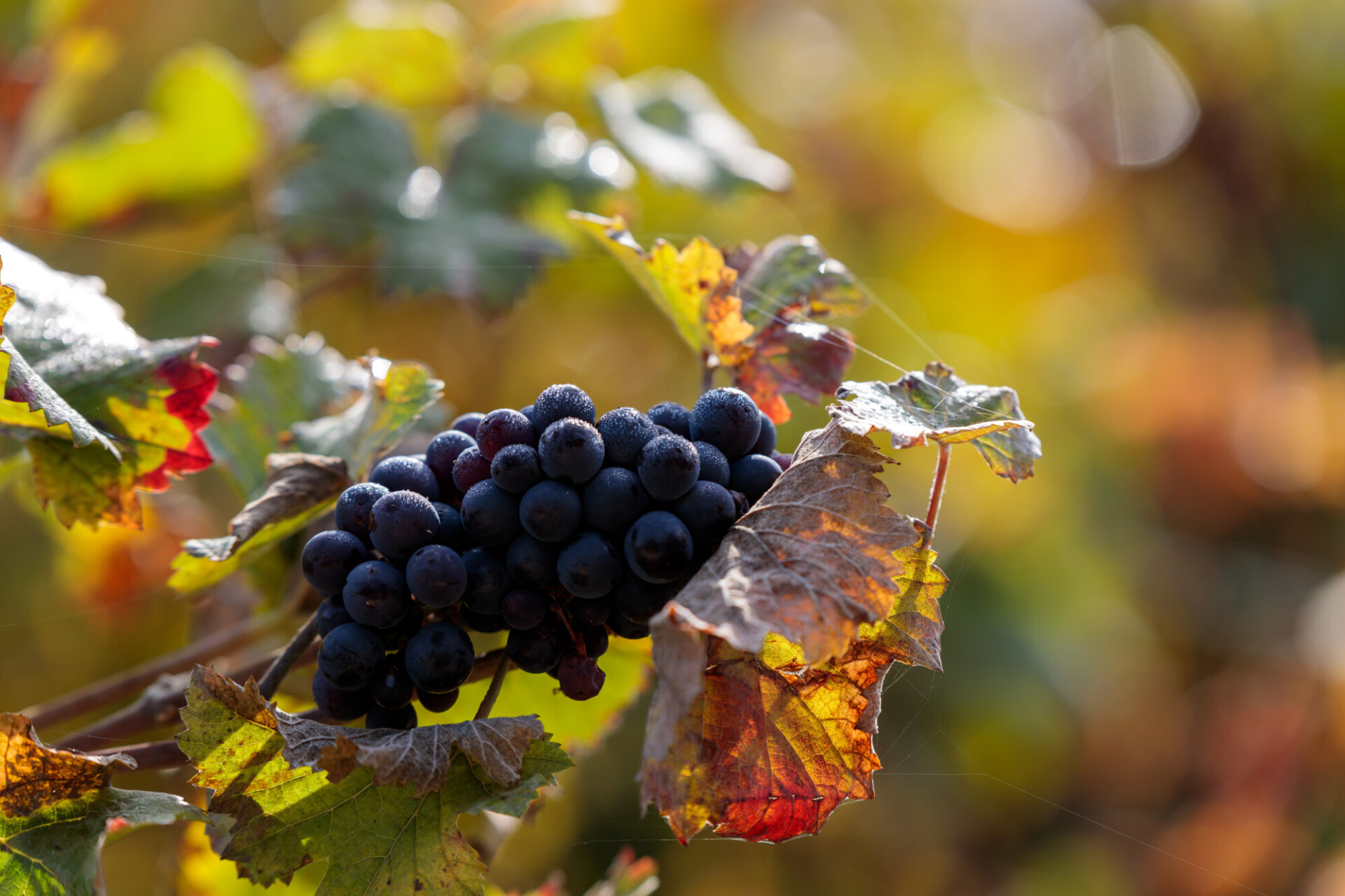 Harvest ripe grapes