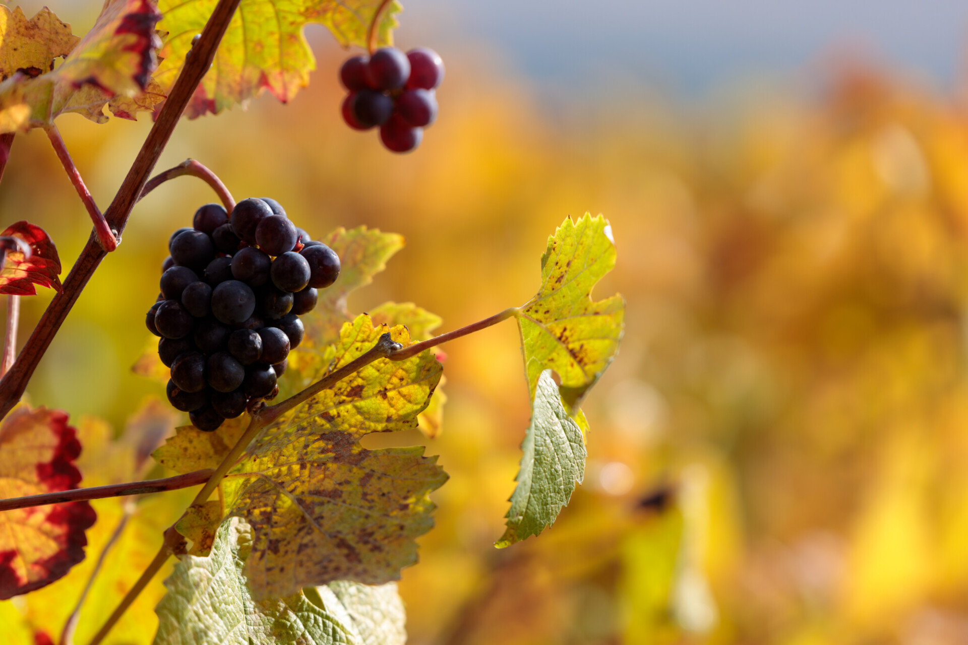 Wine Grapes in Autumn