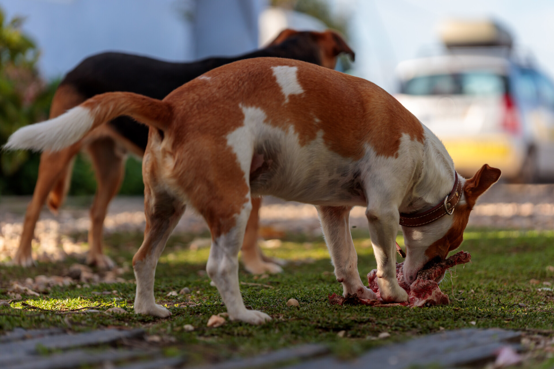 Jack Russell Terrier - Dog chewing on a big bone