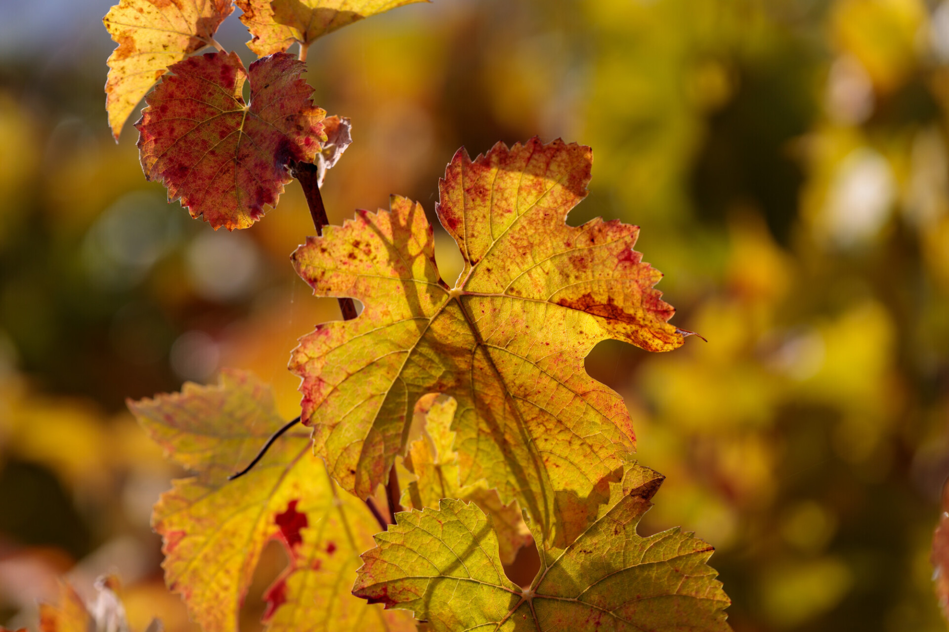 Autumn vine leaf