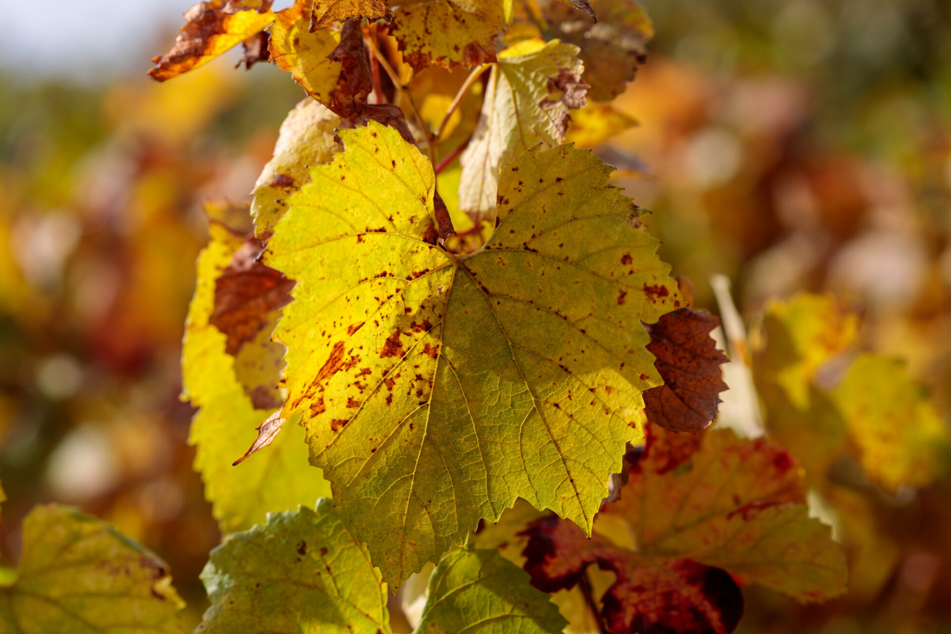 Autumn grape leaf