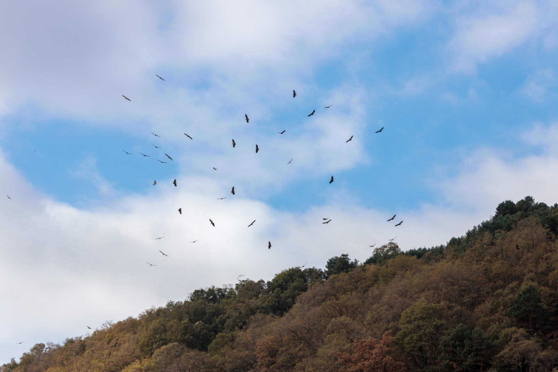 Eagles and vultures circling in the air