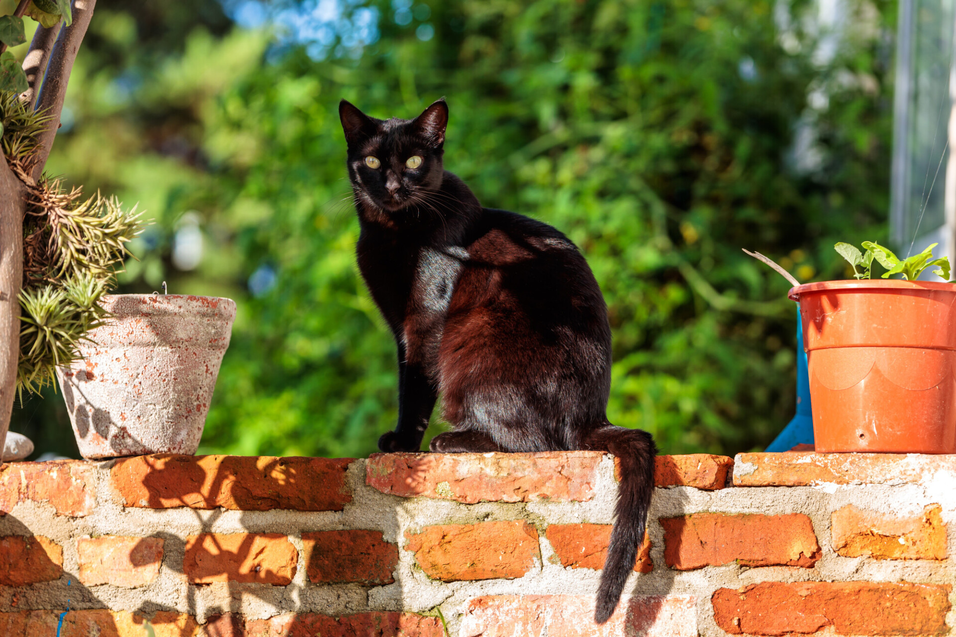 Black cat on a red brick wall