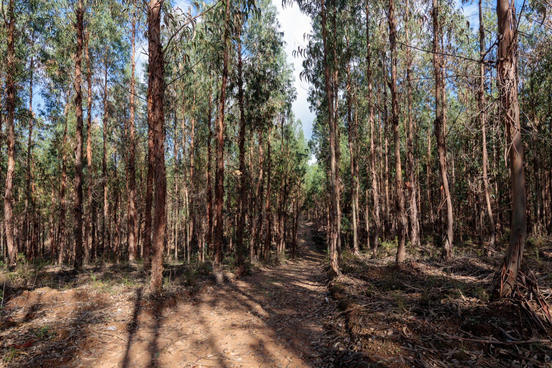 Monoculture eucalyptus forest
