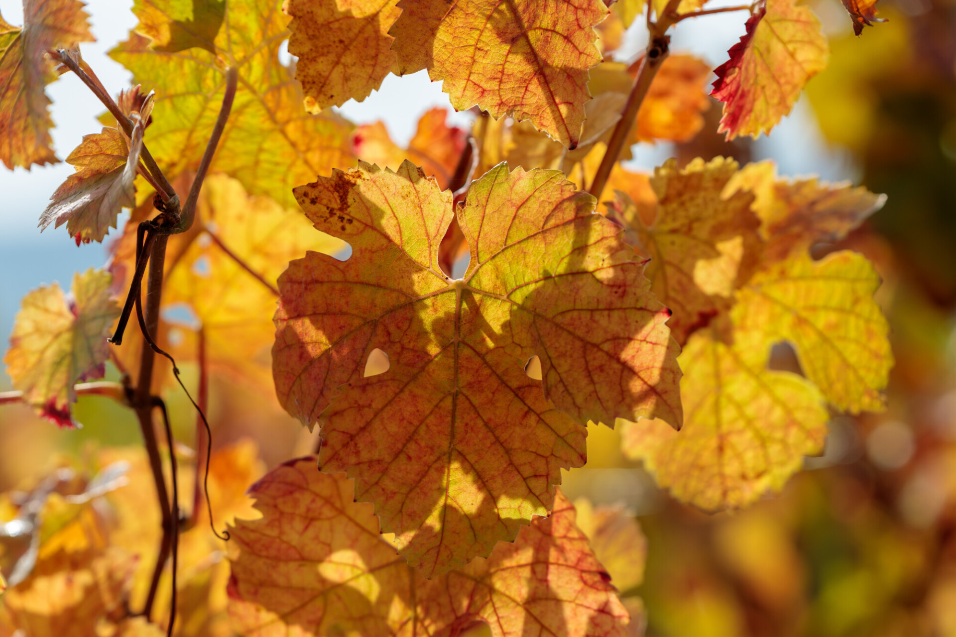 Yellow vine leaf in autumn