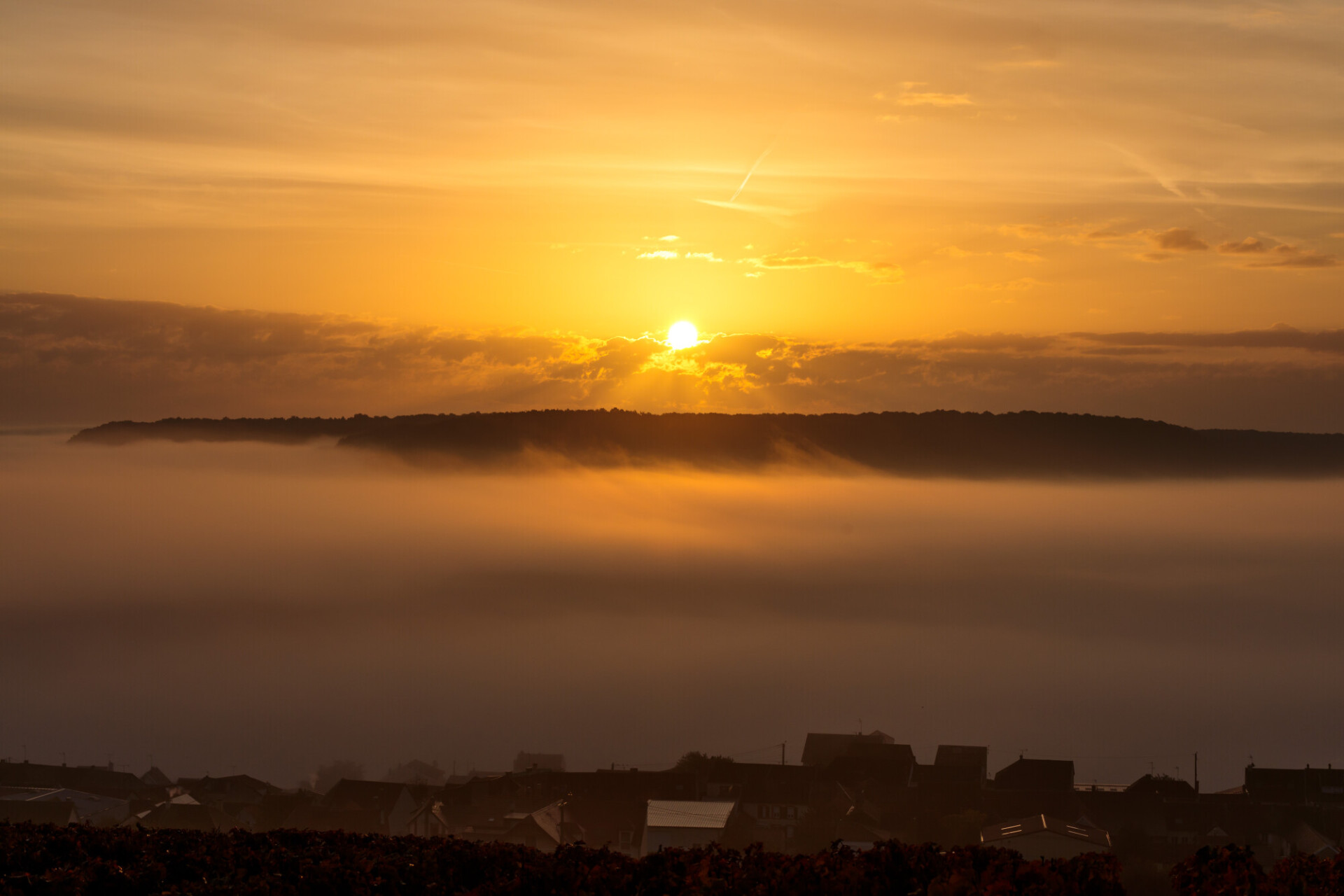 Vineyard in France shrouded in mist near the Avenue de Champagne