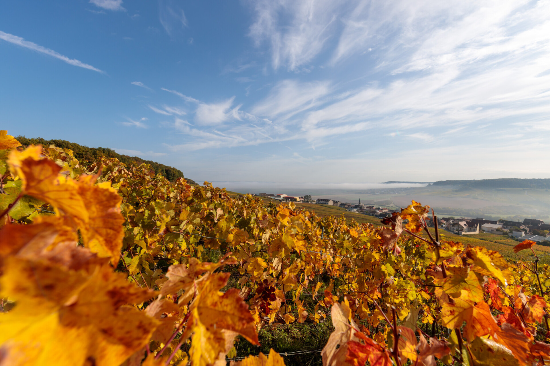 Vineyard in France near the Avenue de Champagne