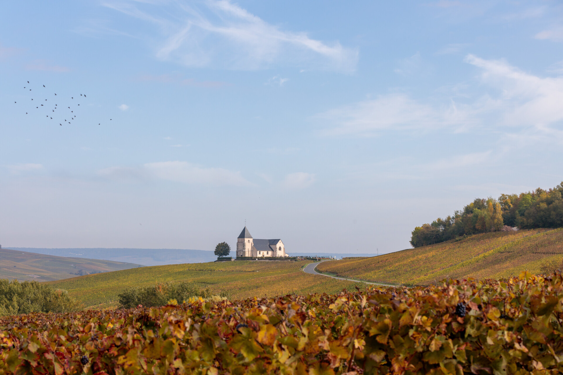 Monastery on a vineyard in france