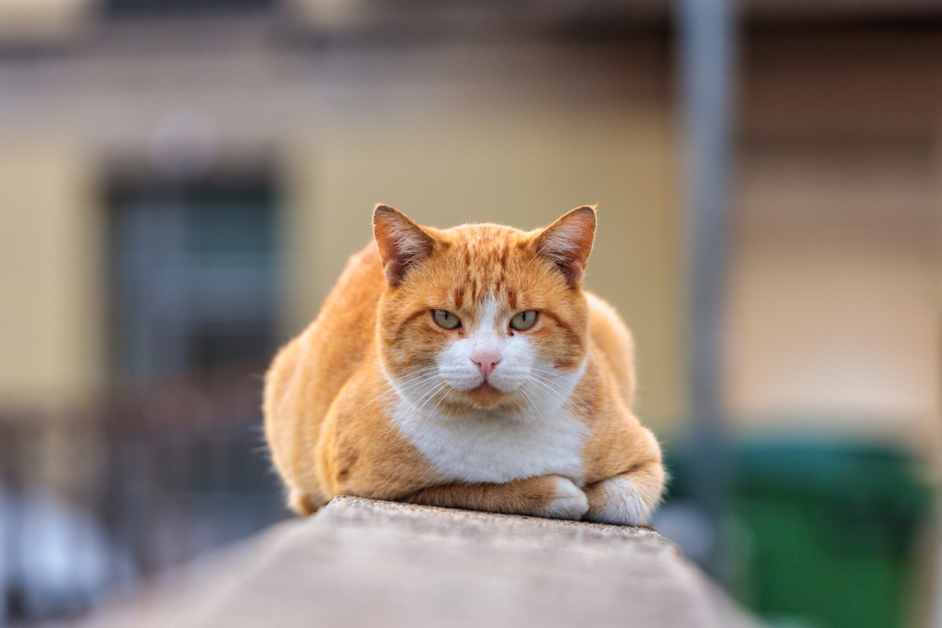 Red street cat in Portugal