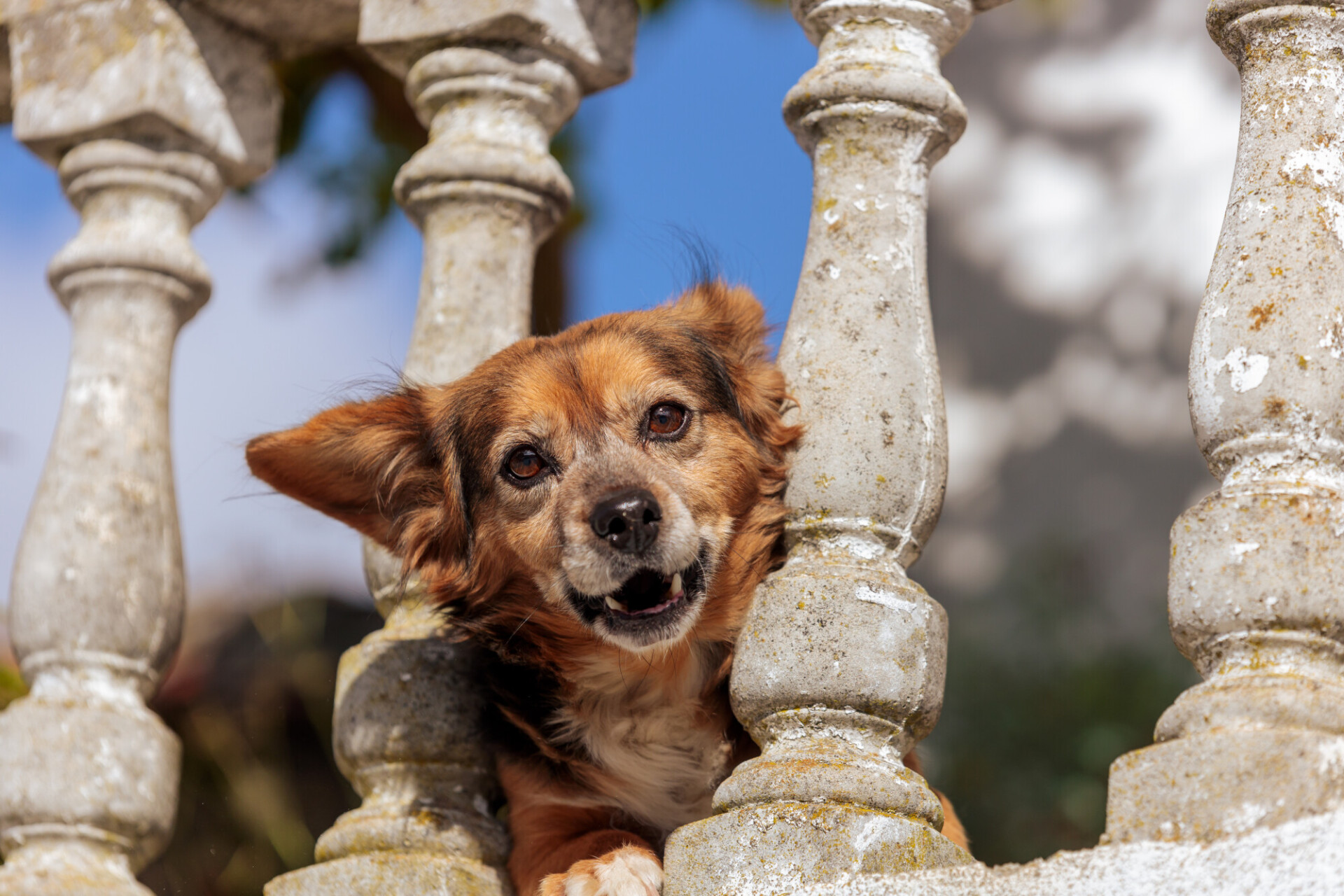 Yapping little dog on a balcony