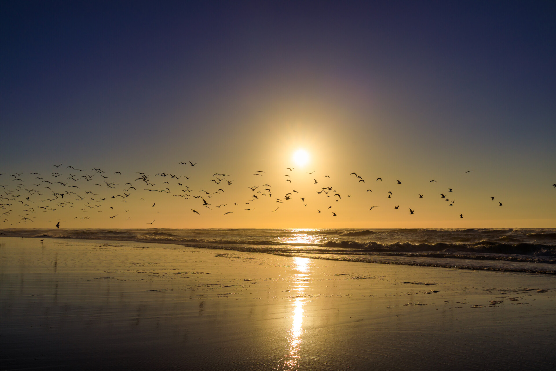 Sunset at the atlantic ocean in Portugal, Nazare and seagulls flying