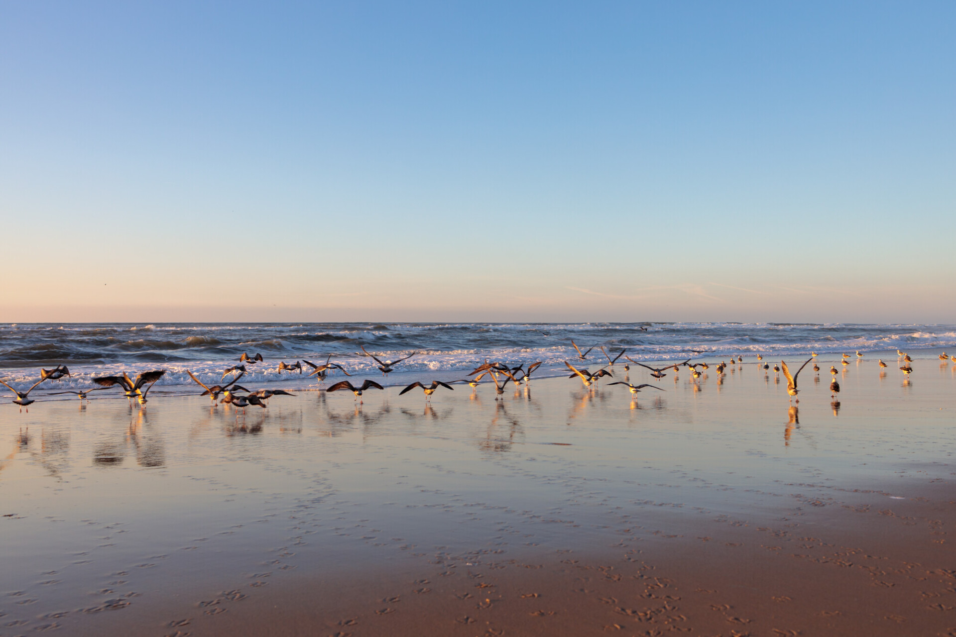 Seagulls on the beach of Nazare in Portugal