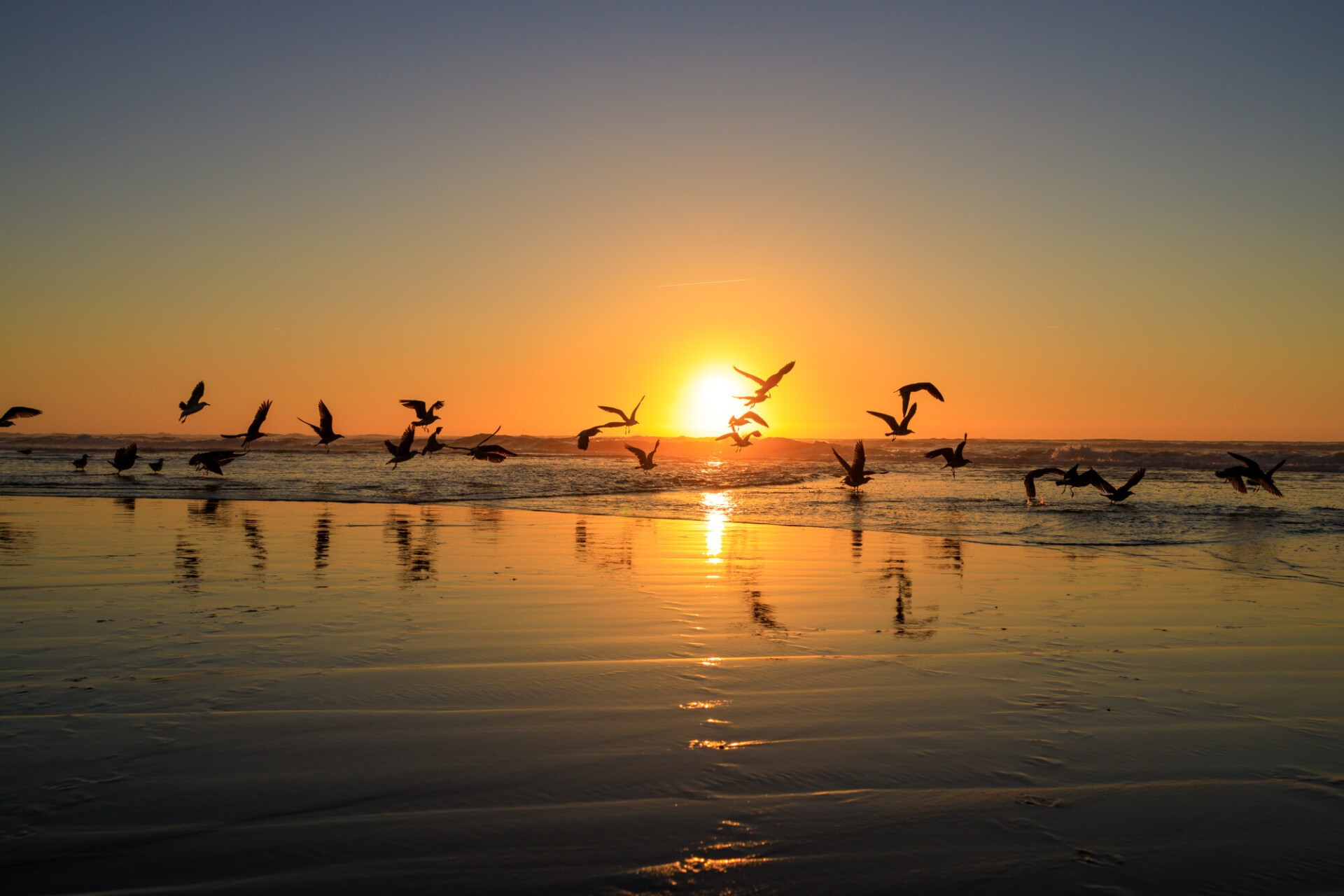 Sunset at the atlantic ocean in Portugal, Nazare and seagulls flying