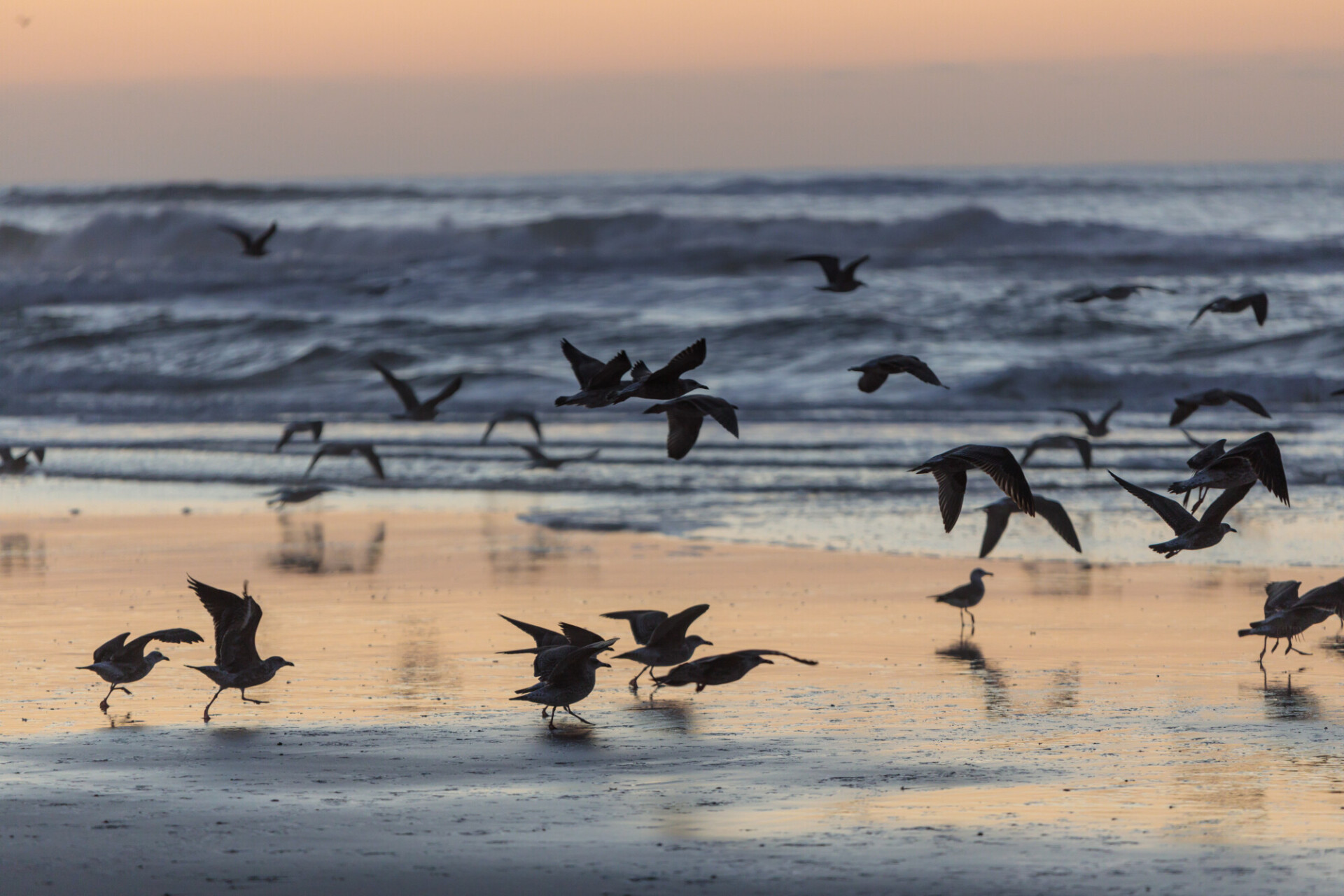 Sunset at the atlantic ocean in Portugal, Nazare and seagulls flying