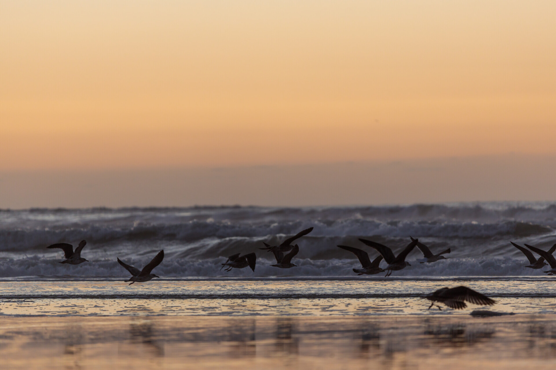 Sunset at the atlantic ocean in Portugal, Nazare and seagulls flying