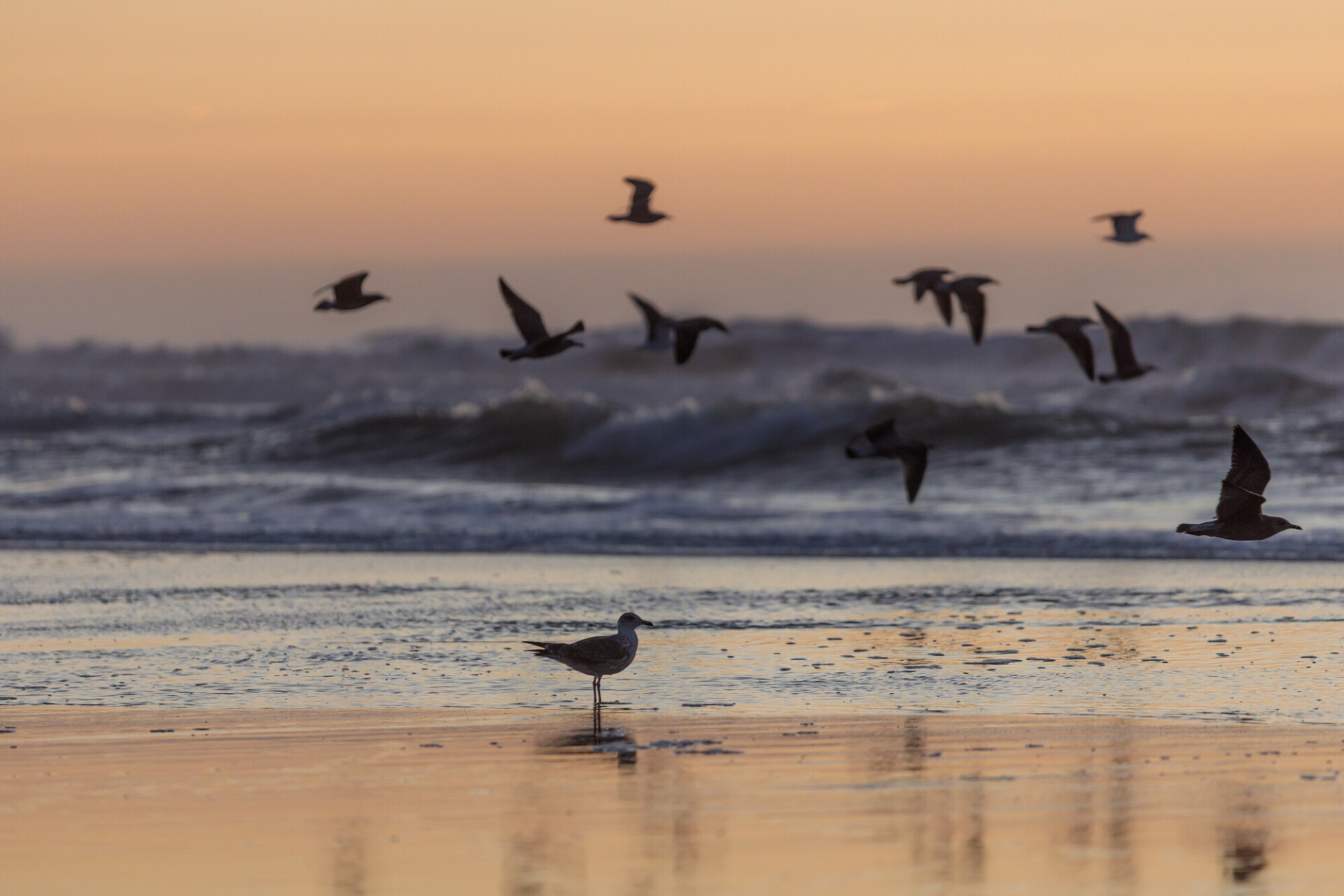 Sunset at the atlantic ocean in Portugal, Nazare and seagulls flying