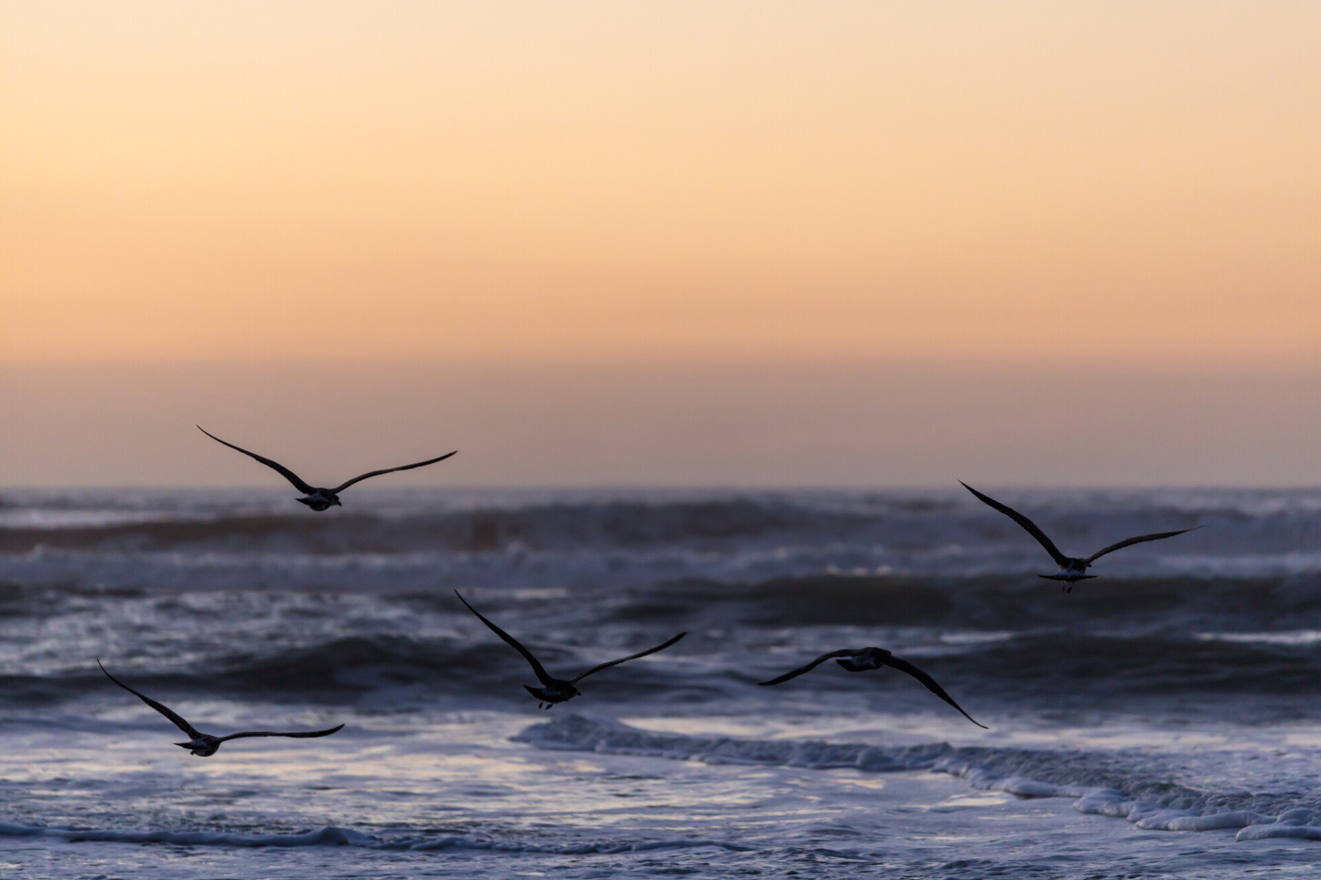 Seagulls flying over the waves of the sea