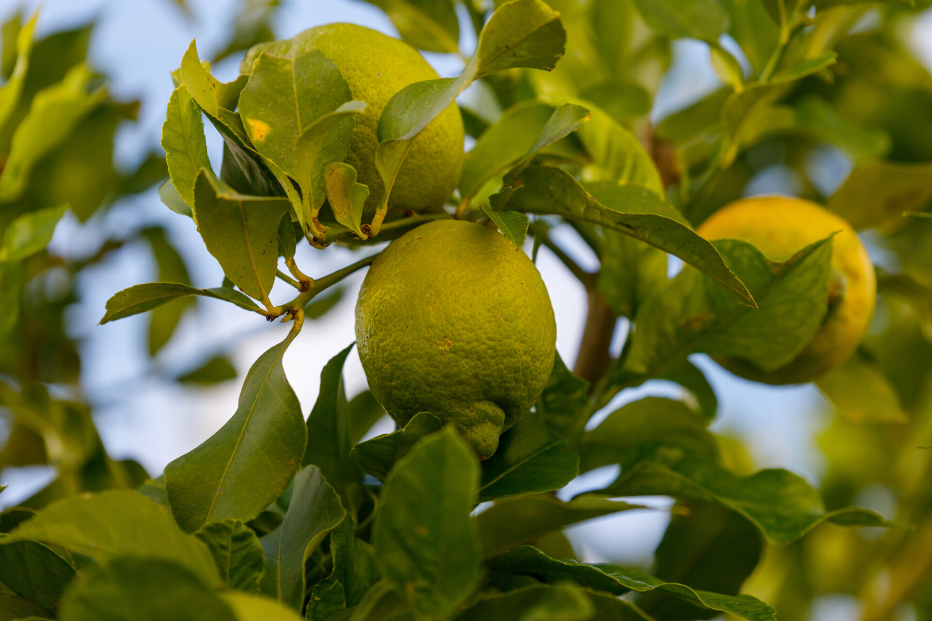 green lemons ripen on the tree in the portuguese sun