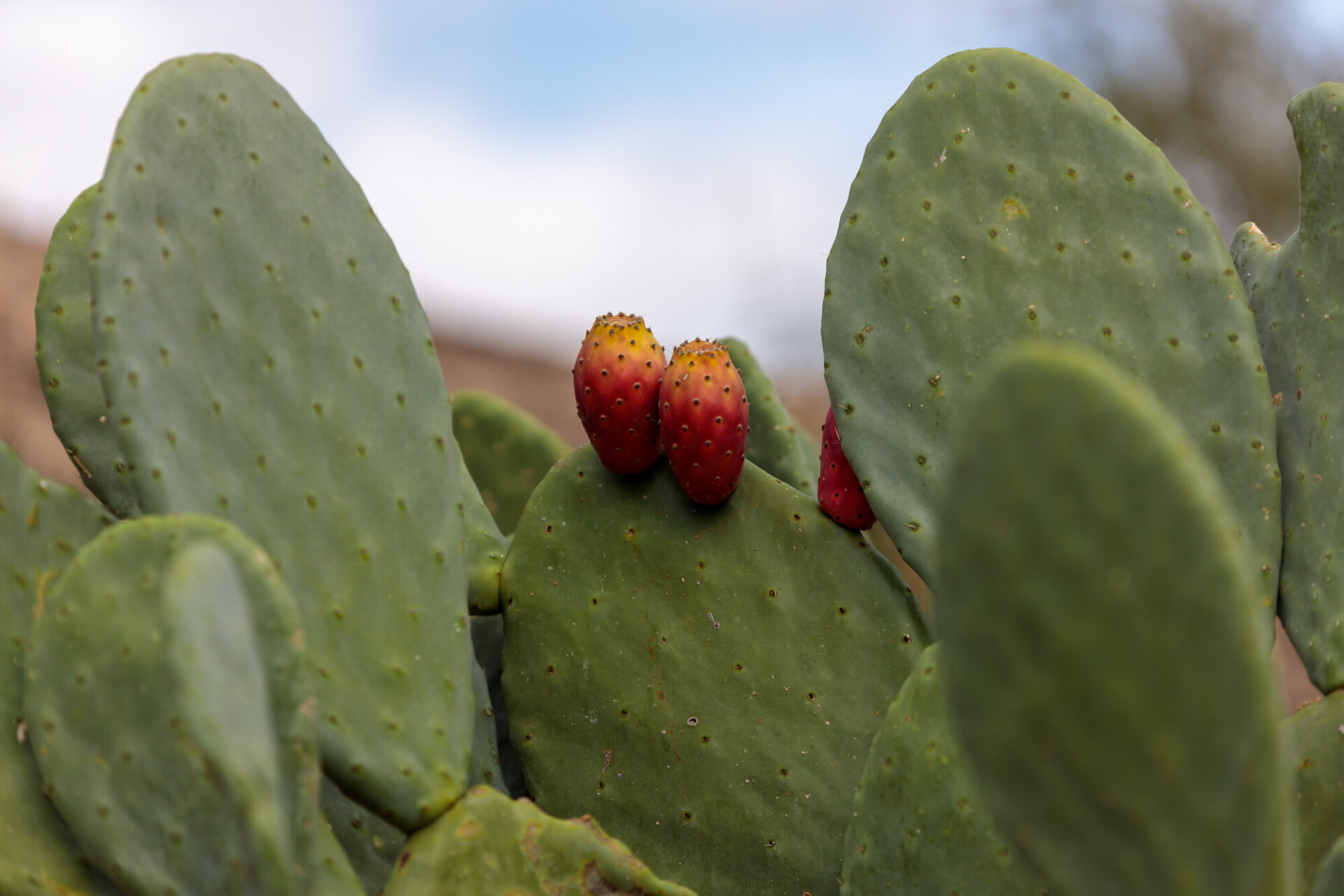 Cactus Opuntia leucotricha Plant with Spines Close Up. Green plant cactus with spines and dried flowers. Indian fig opuntia, barbary fig, cactus pear, spineless cactus, prickly pear.